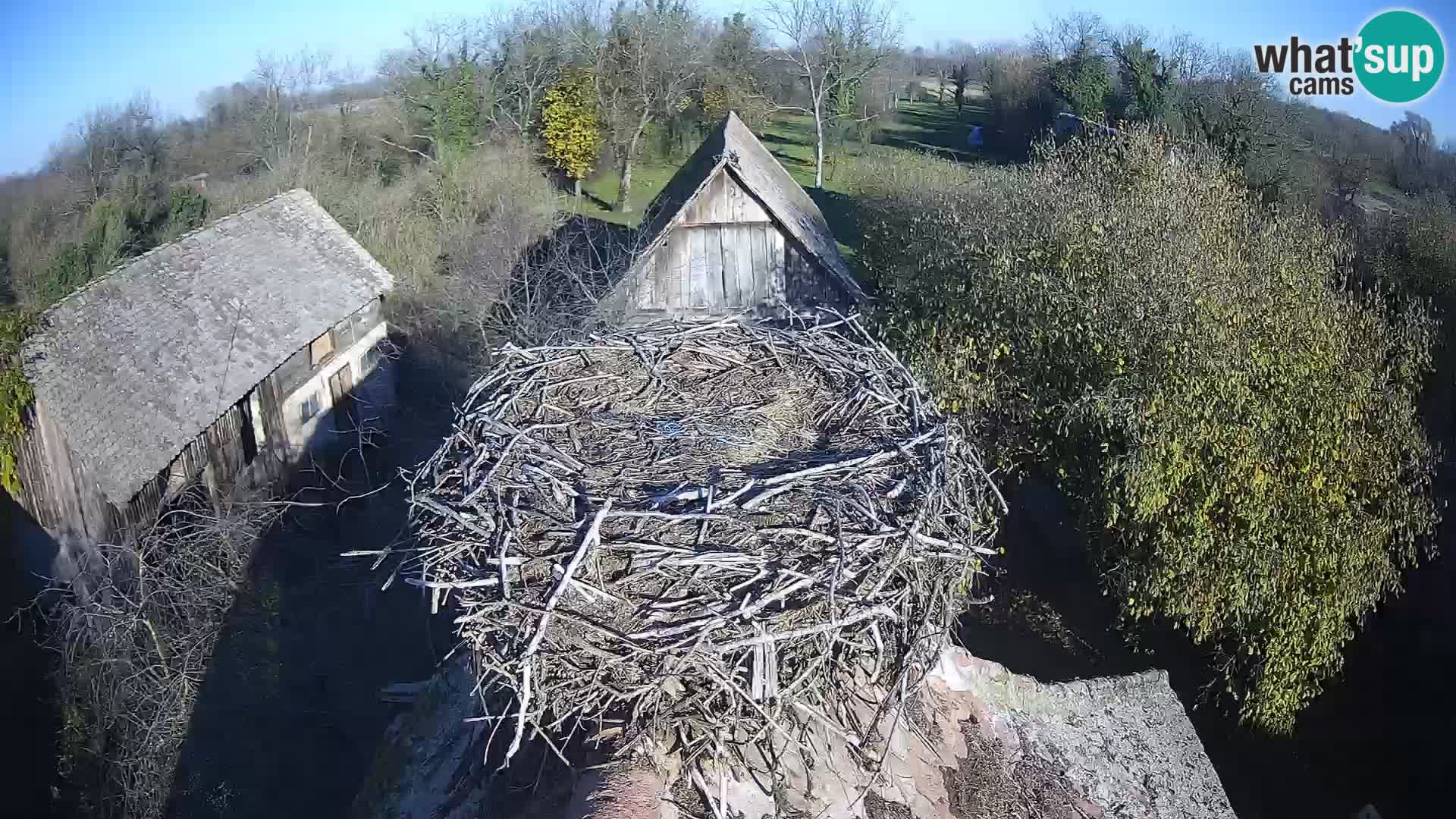 Webcam Europäisches Storchendorf – Naturpark Lonjsko polje