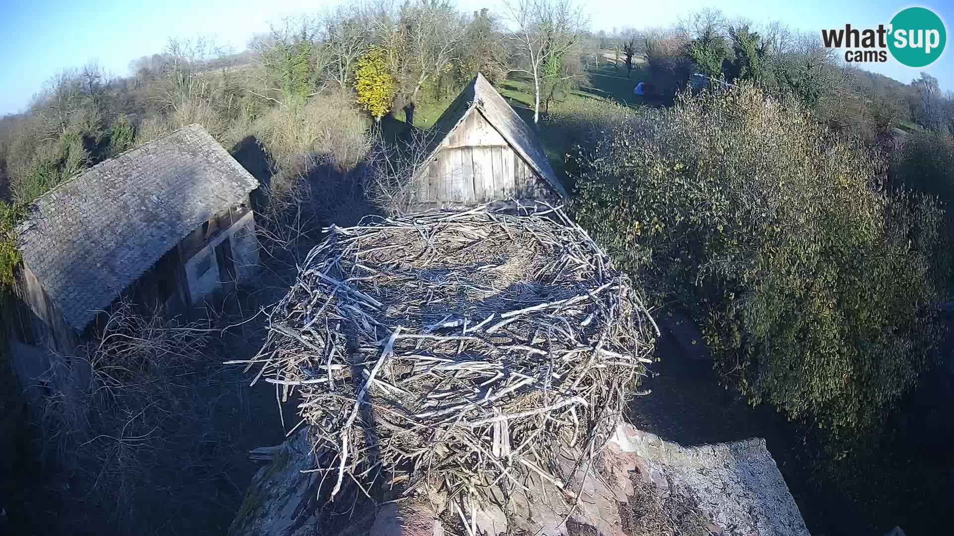 Villaggio delle cicogne europee webcam Parco naturale di Lonjsko polje