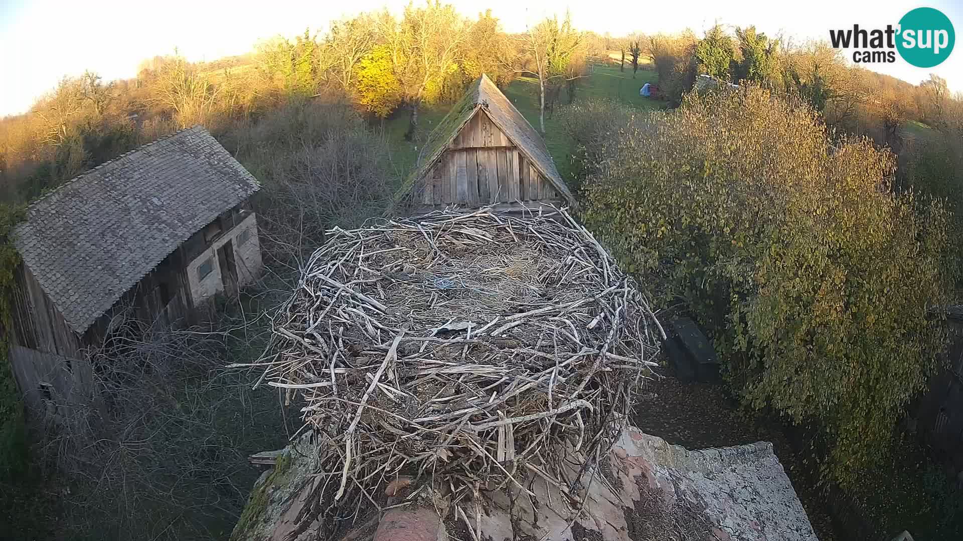 Evropska vas štorklje – Krajinski park Lonjsko polje spletna kamera