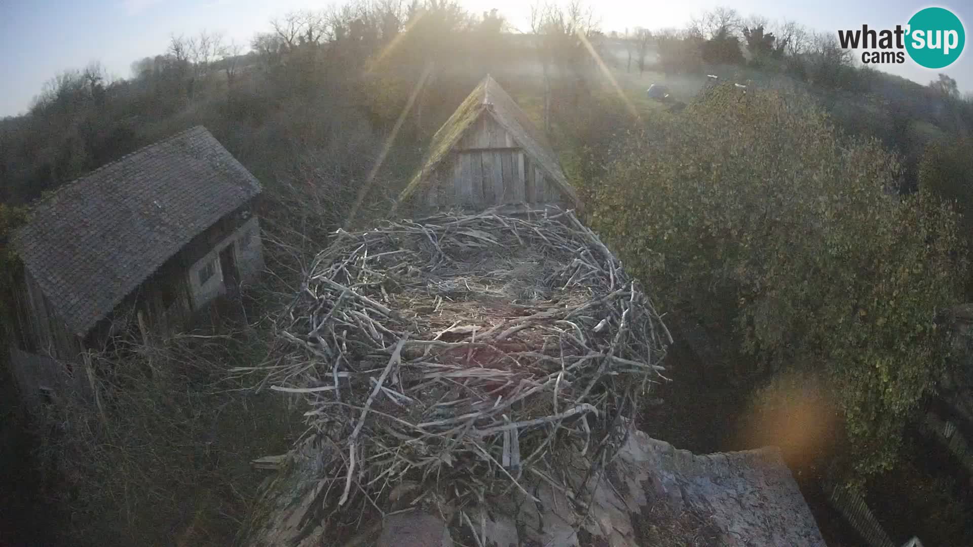 Evropska vas štorklje – Krajinski park Lonjsko polje spletna kamera