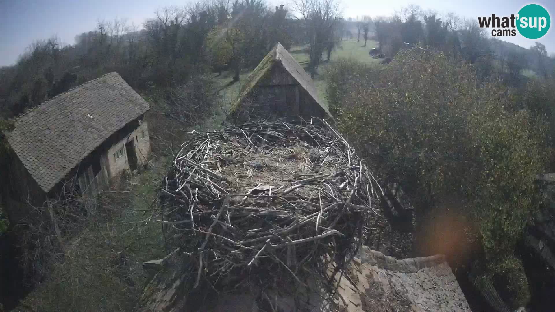 Villaggio delle cicogne europee webcam Parco naturale di Lonjsko polje