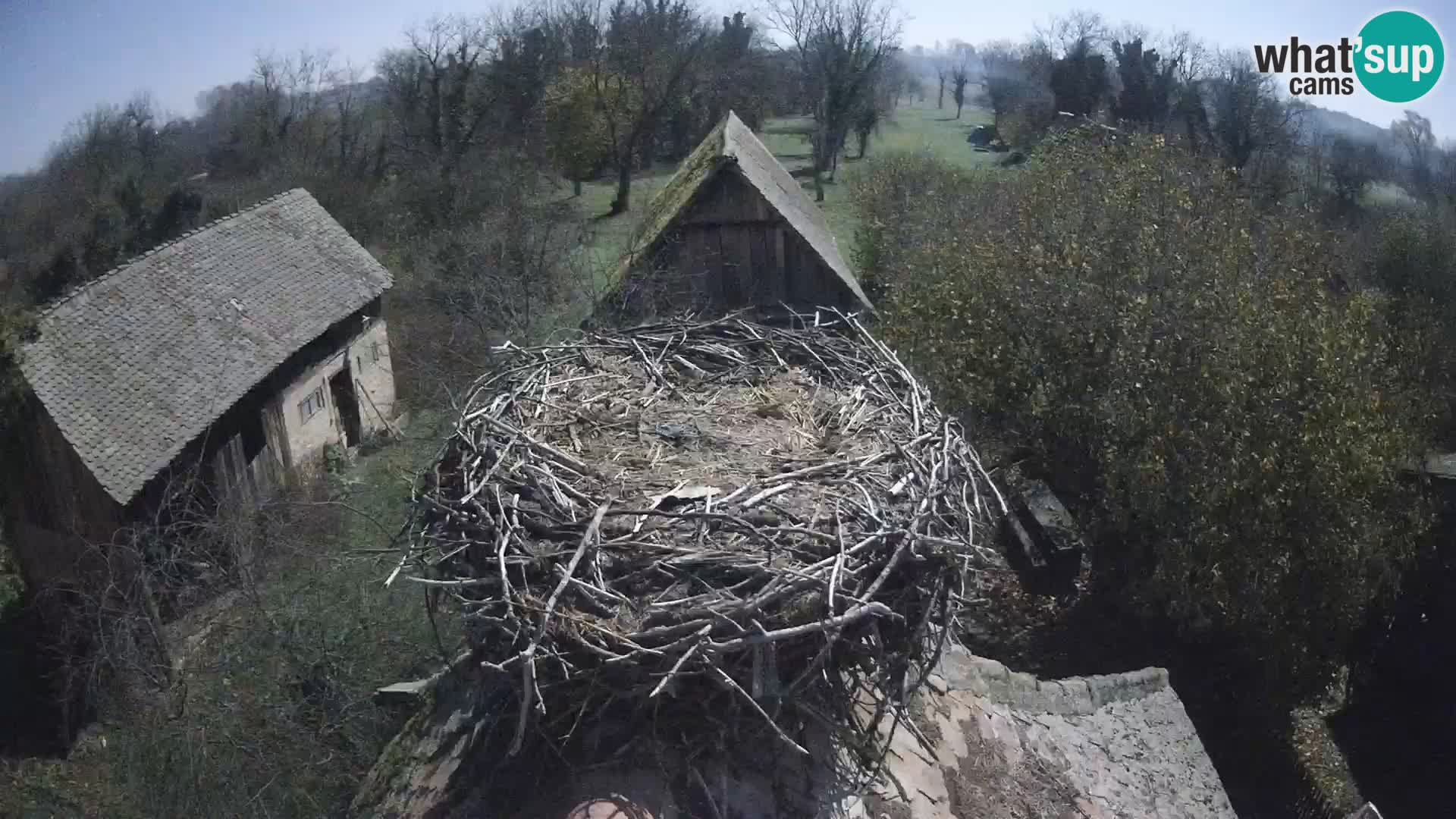 Villaggio delle cicogne europee webcam Parco naturale di Lonjsko polje