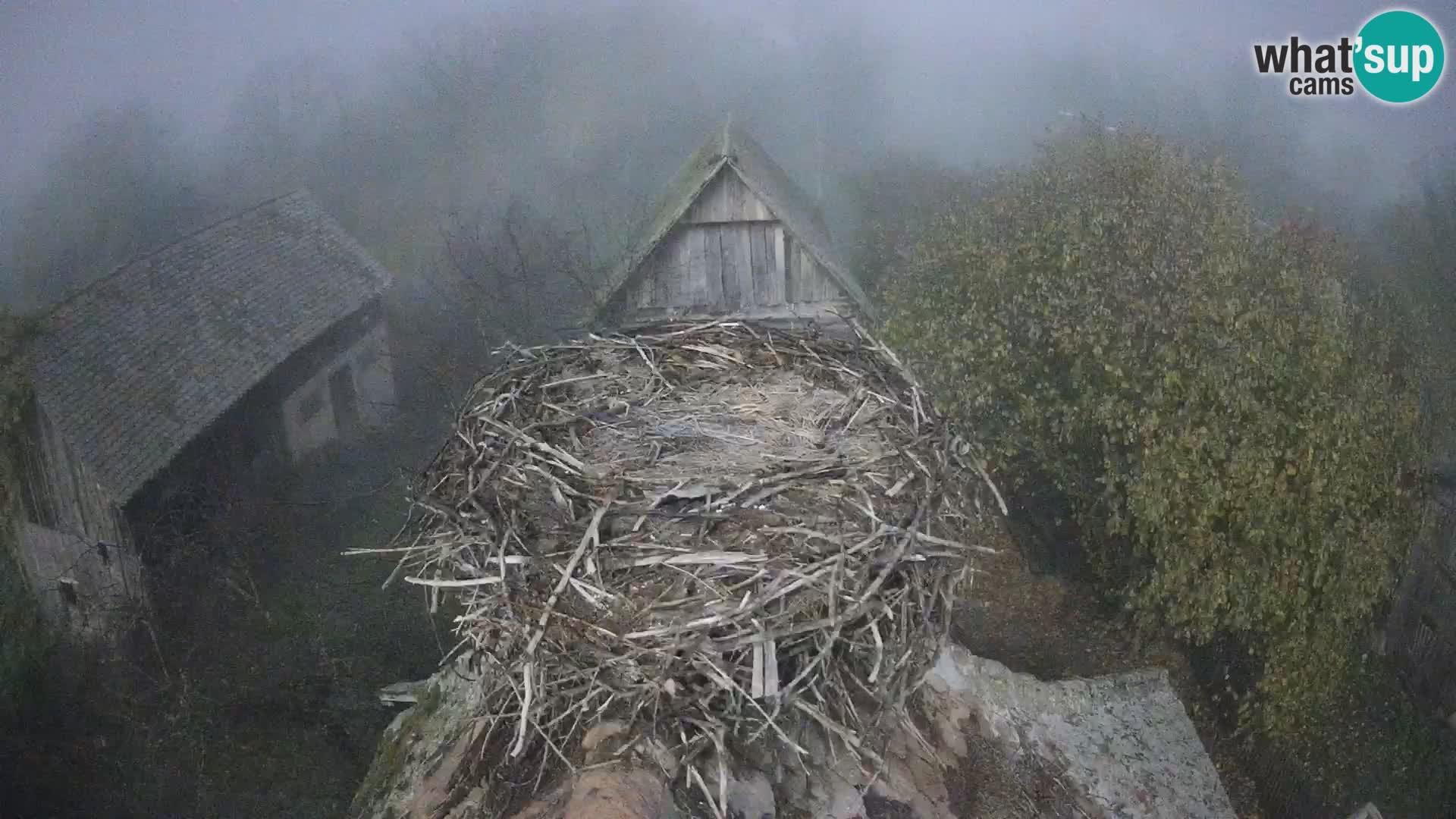 Village européen de cigognes webcam Parc naturel de Lonjsko polje