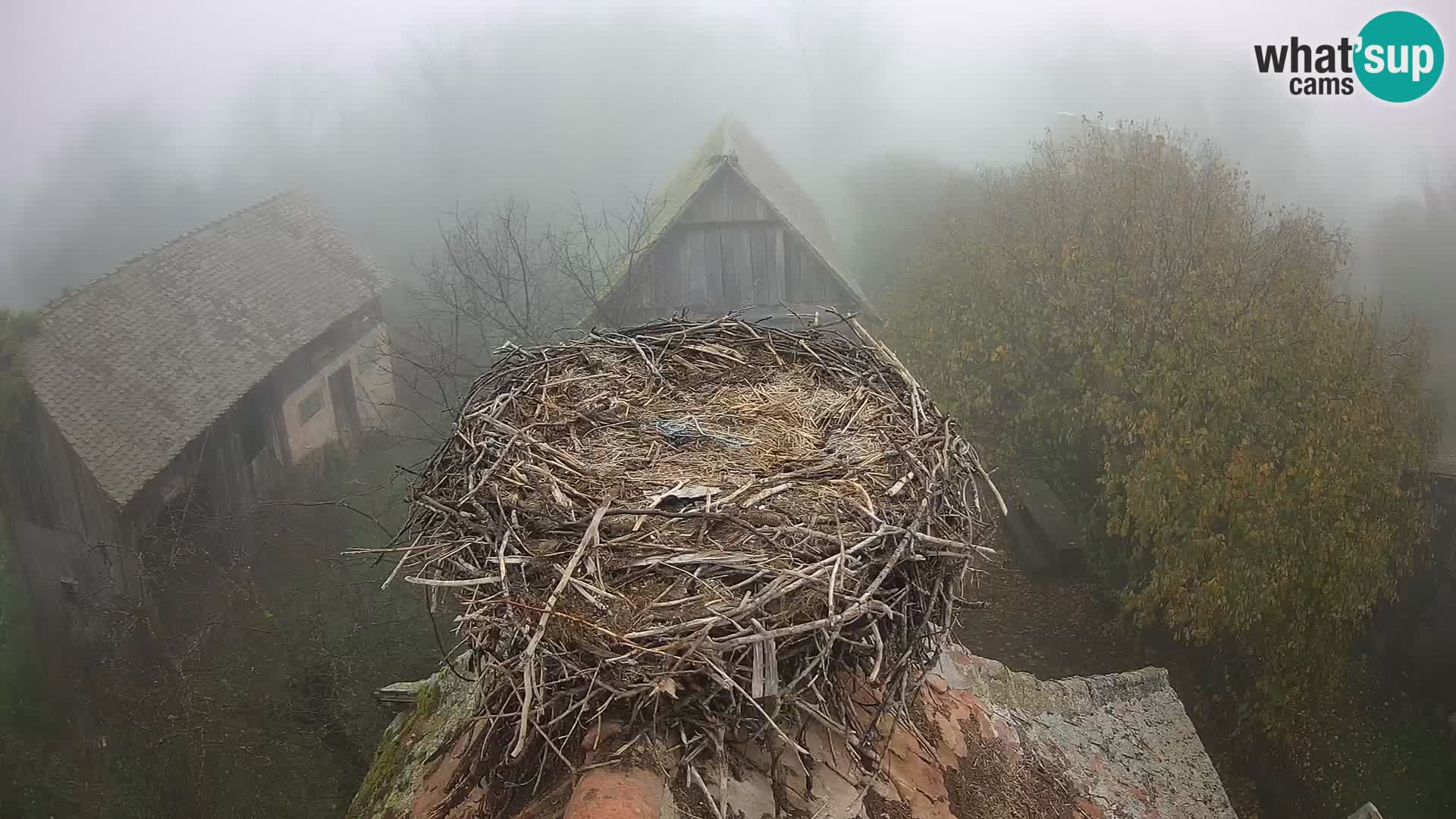 Webcam Europäisches Storchendorf – Naturpark Lonjsko polje