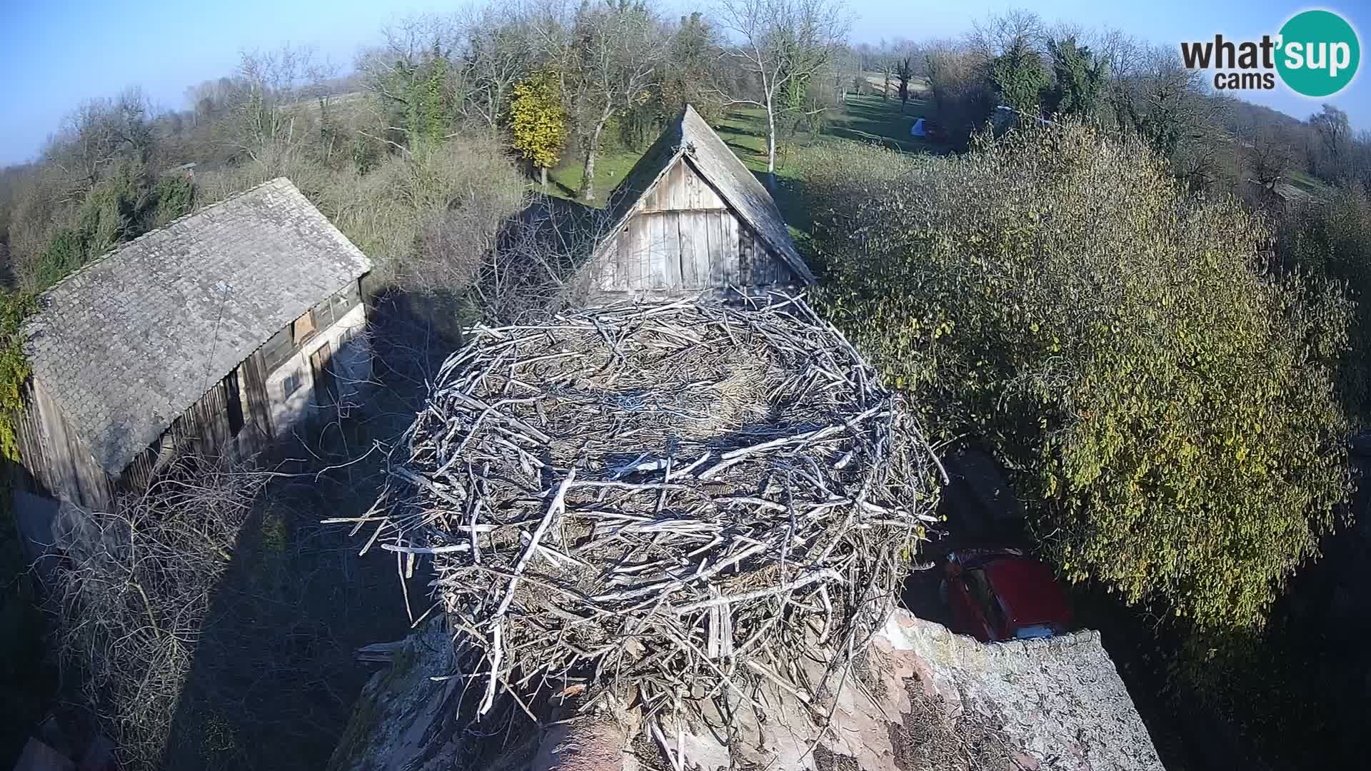 Village européen de cigognes webcam Parc naturel de Lonjsko polje