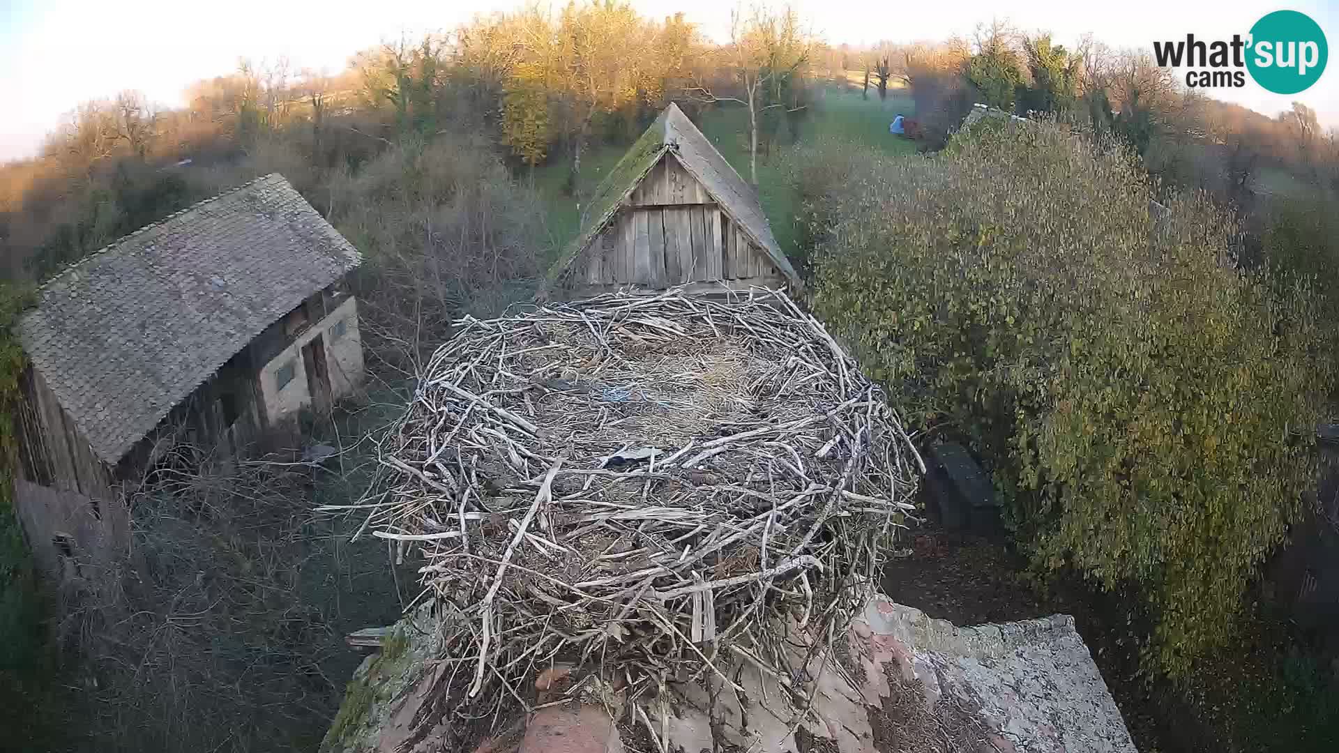 Village européen de cigognes webcam Parc naturel de Lonjsko polje