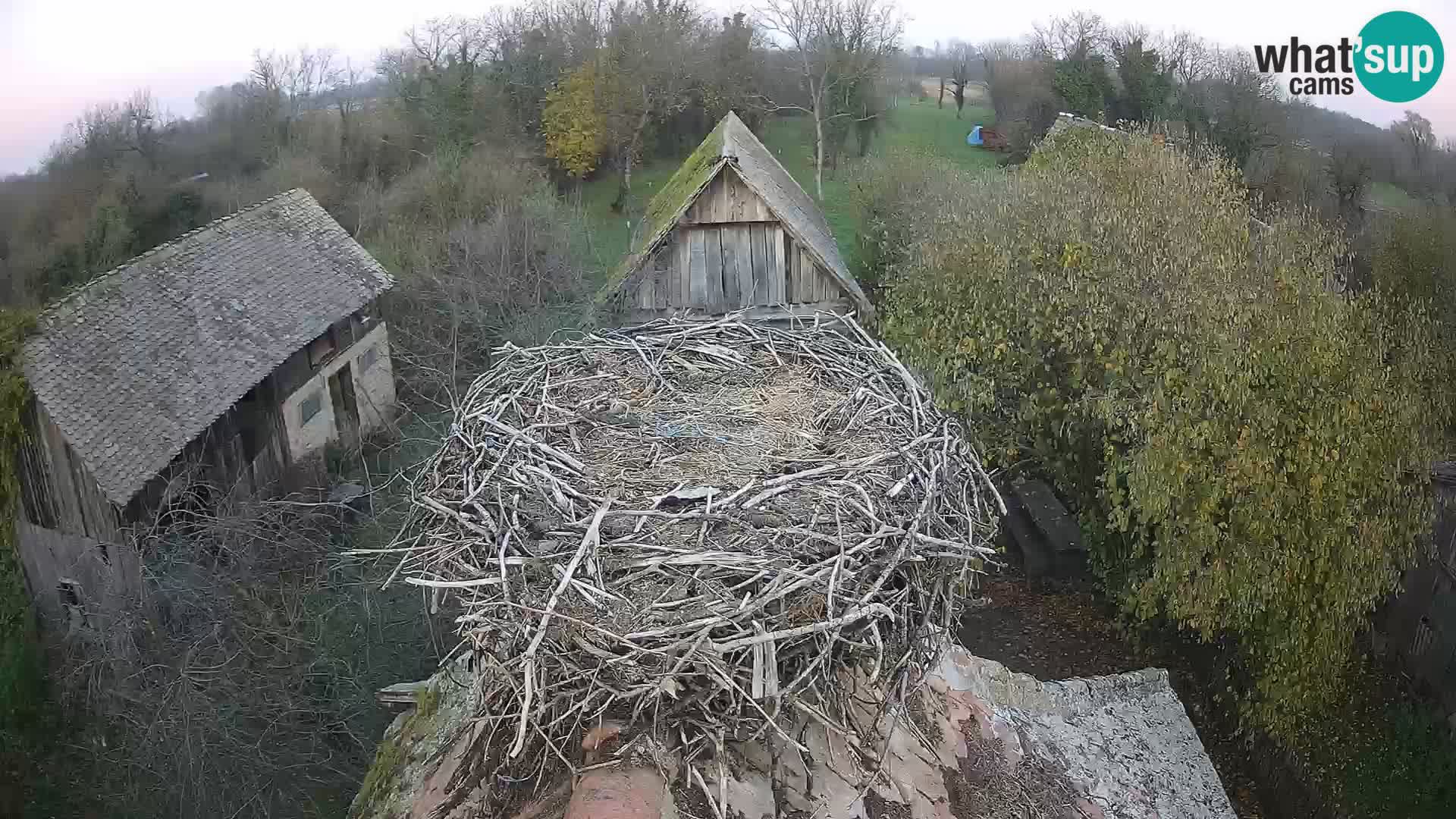Village européen de cigognes webcam Parc naturel de Lonjsko polje