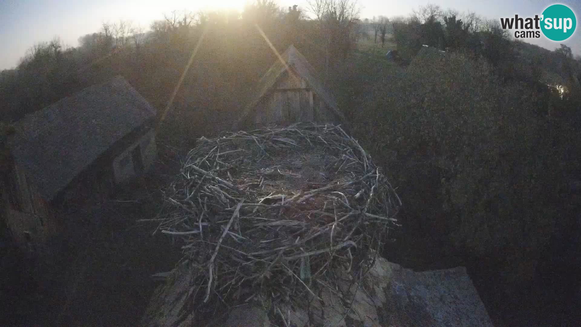 Pueblo europeo de cigüeñas camera en vivo Parque Natural Lonjsko polje