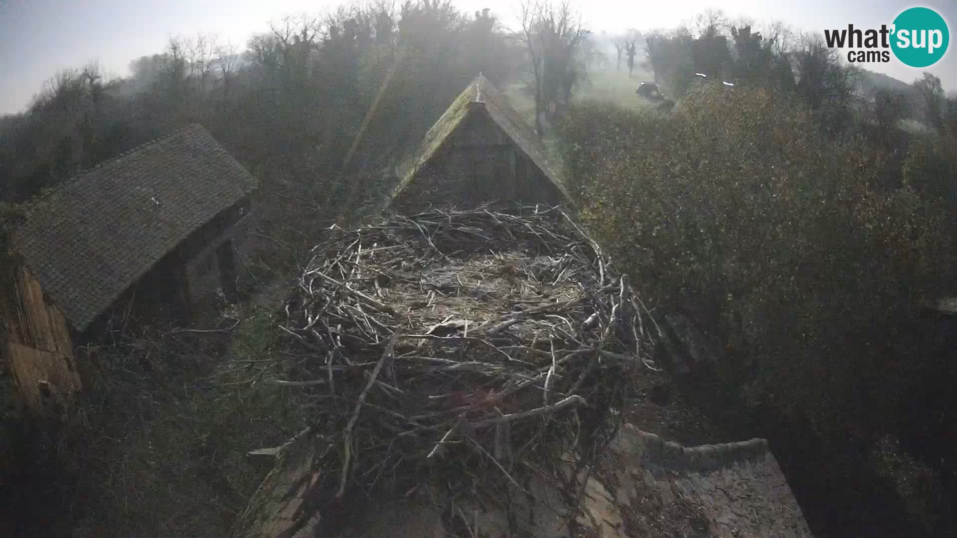 Webcam Europäisches Storchendorf – Naturpark Lonjsko polje