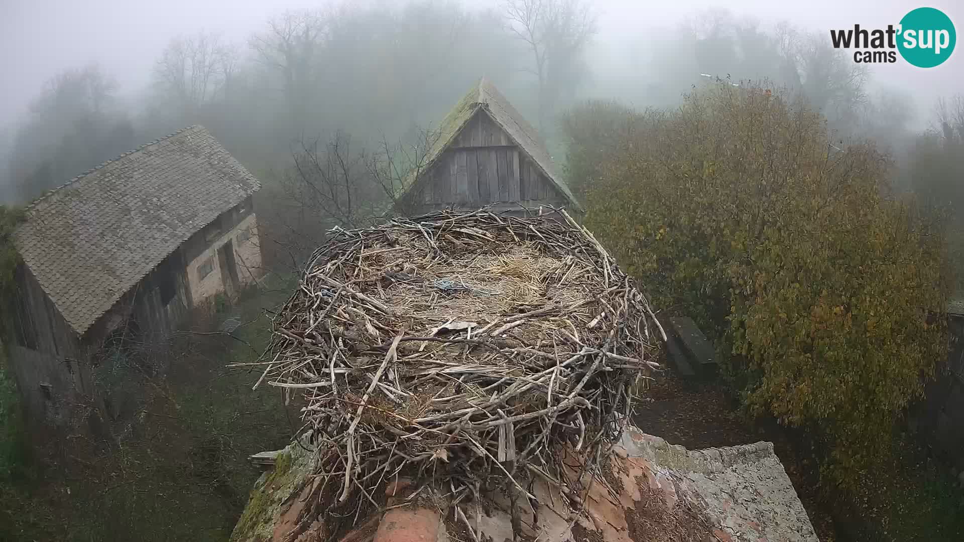 Evropska vas štorklje – Krajinski park Lonjsko polje spletna kamera