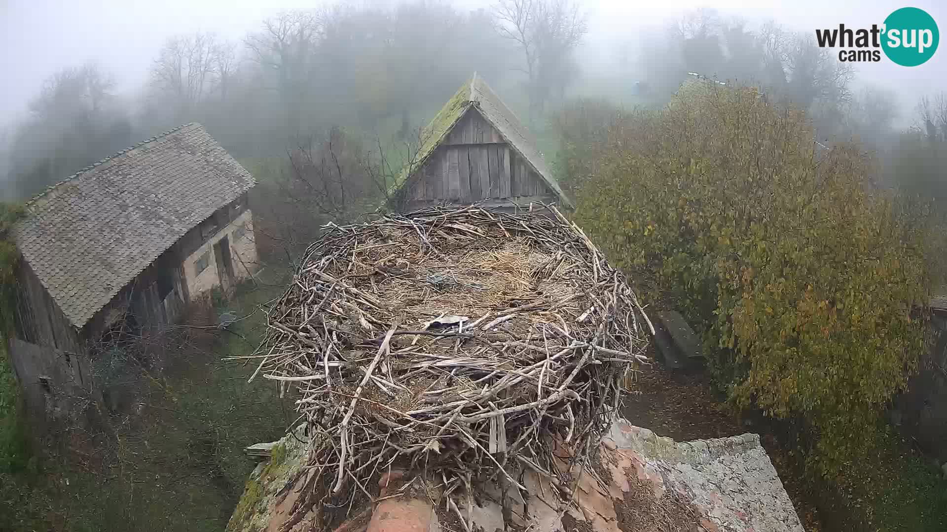 Villaggio delle cicogne europee webcam Parco naturale di Lonjsko polje