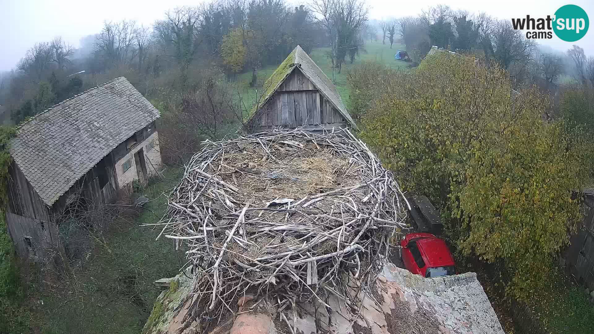Villaggio delle cicogne europee webcam Parco naturale di Lonjsko polje