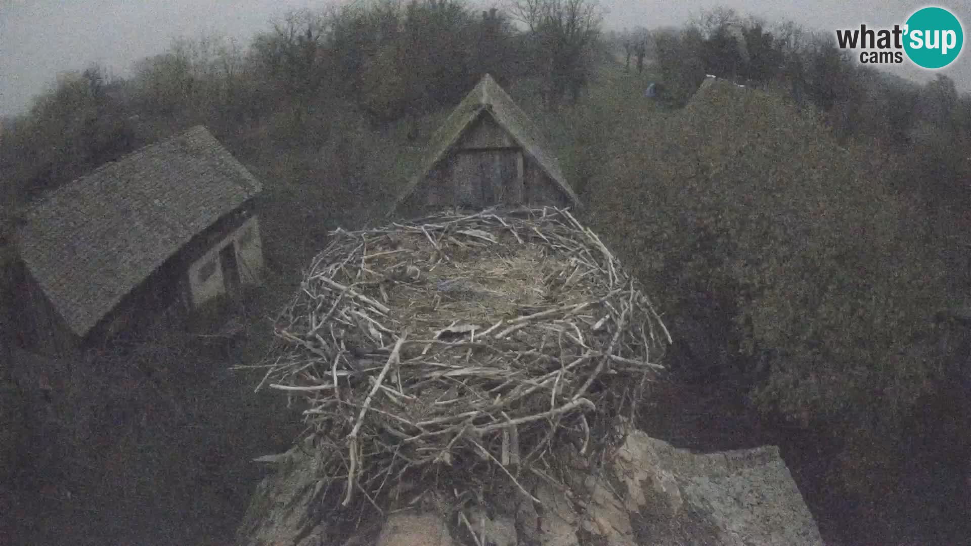 Pueblo europeo de cigüeñas camera en vivo Parque Natural Lonjsko polje
