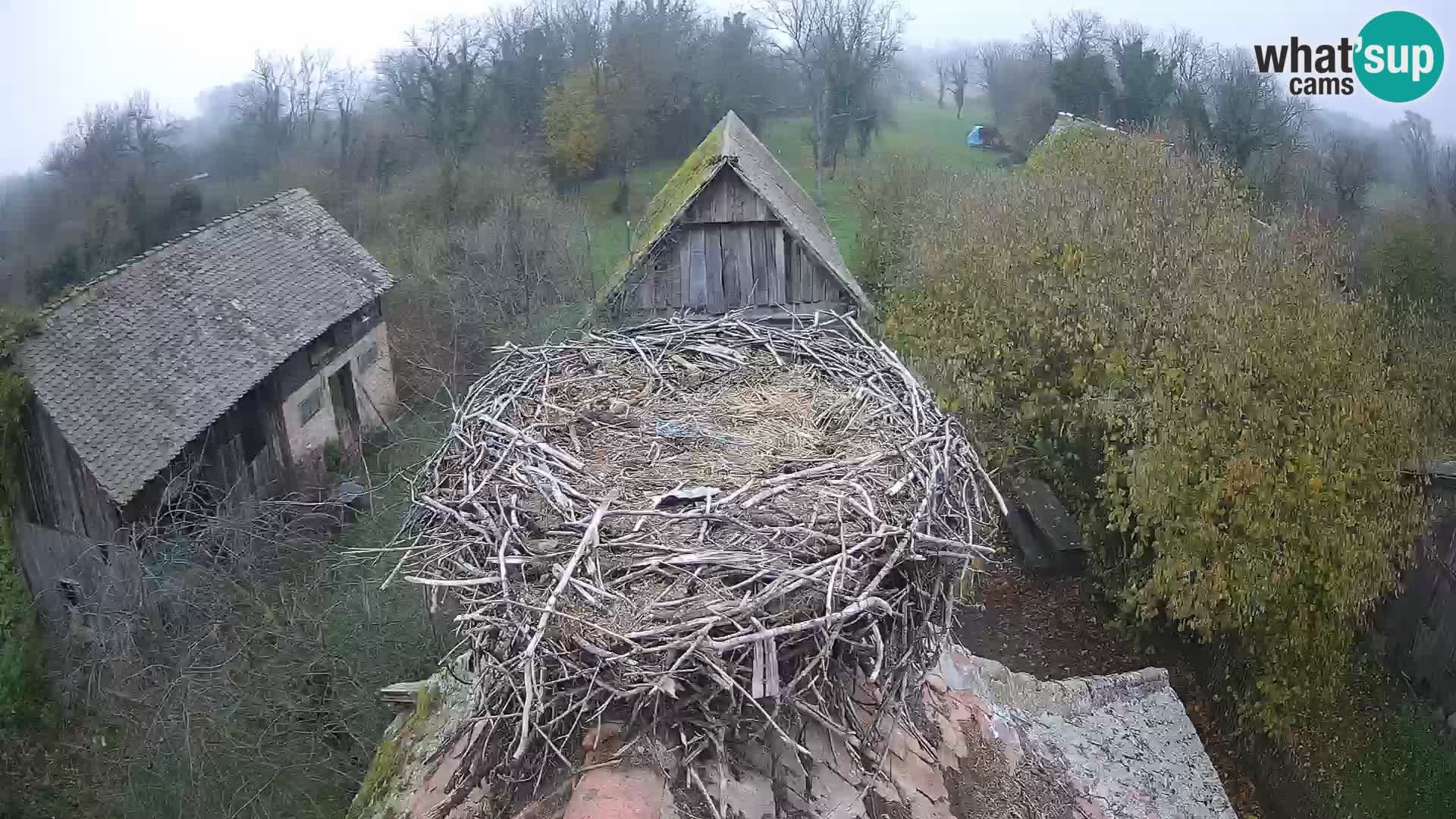 Evropska vas štorklje – Krajinski park Lonjsko polje spletna kamera