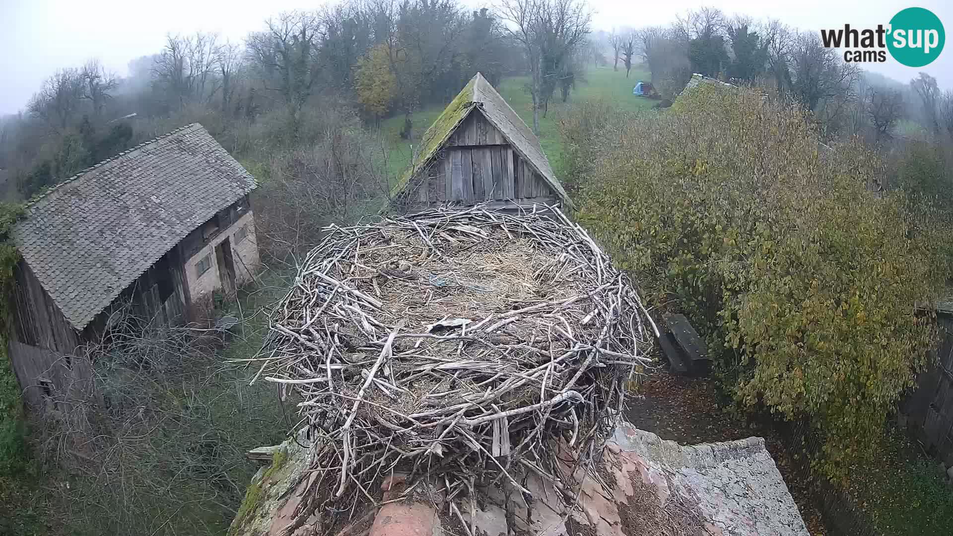 Pueblo europeo de cigüeñas camera en vivo Parque Natural Lonjsko polje