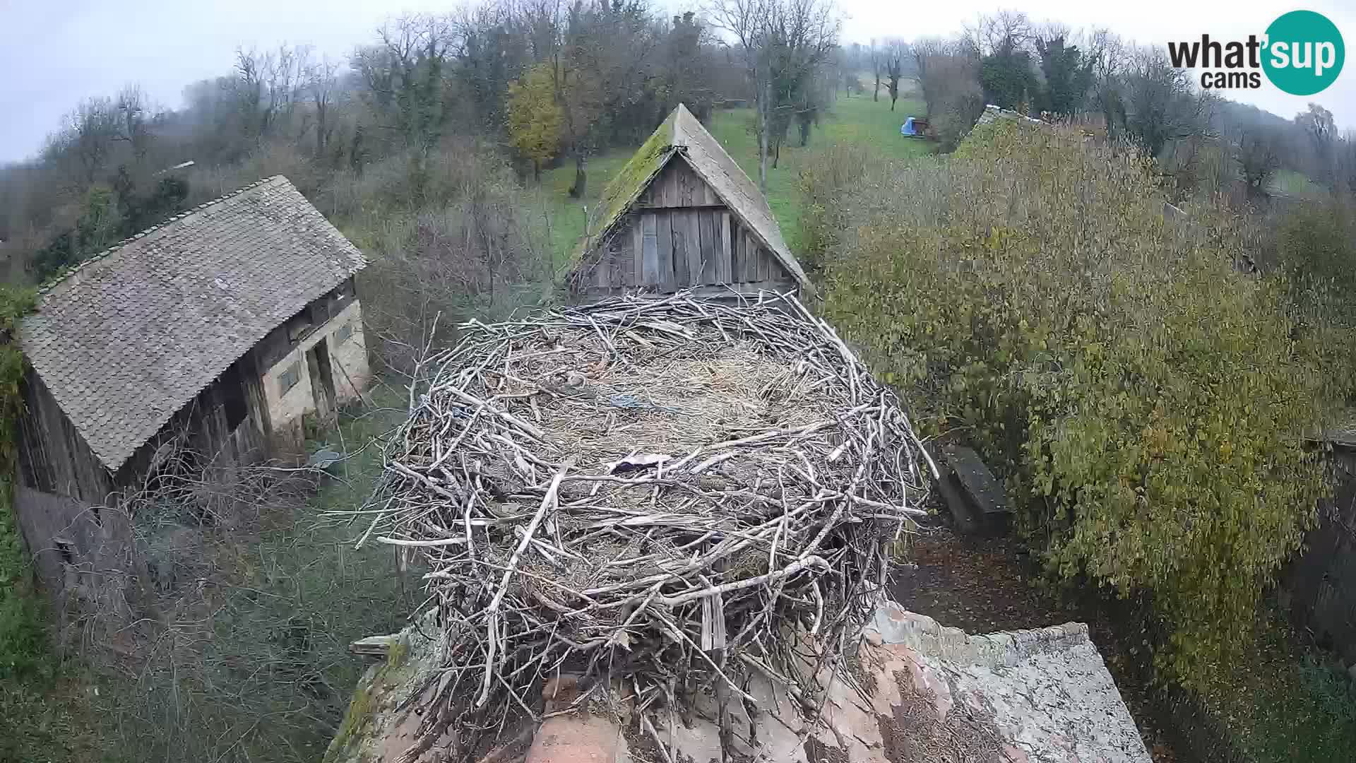 Pueblo europeo de cigüeñas camera en vivo Parque Natural Lonjsko polje