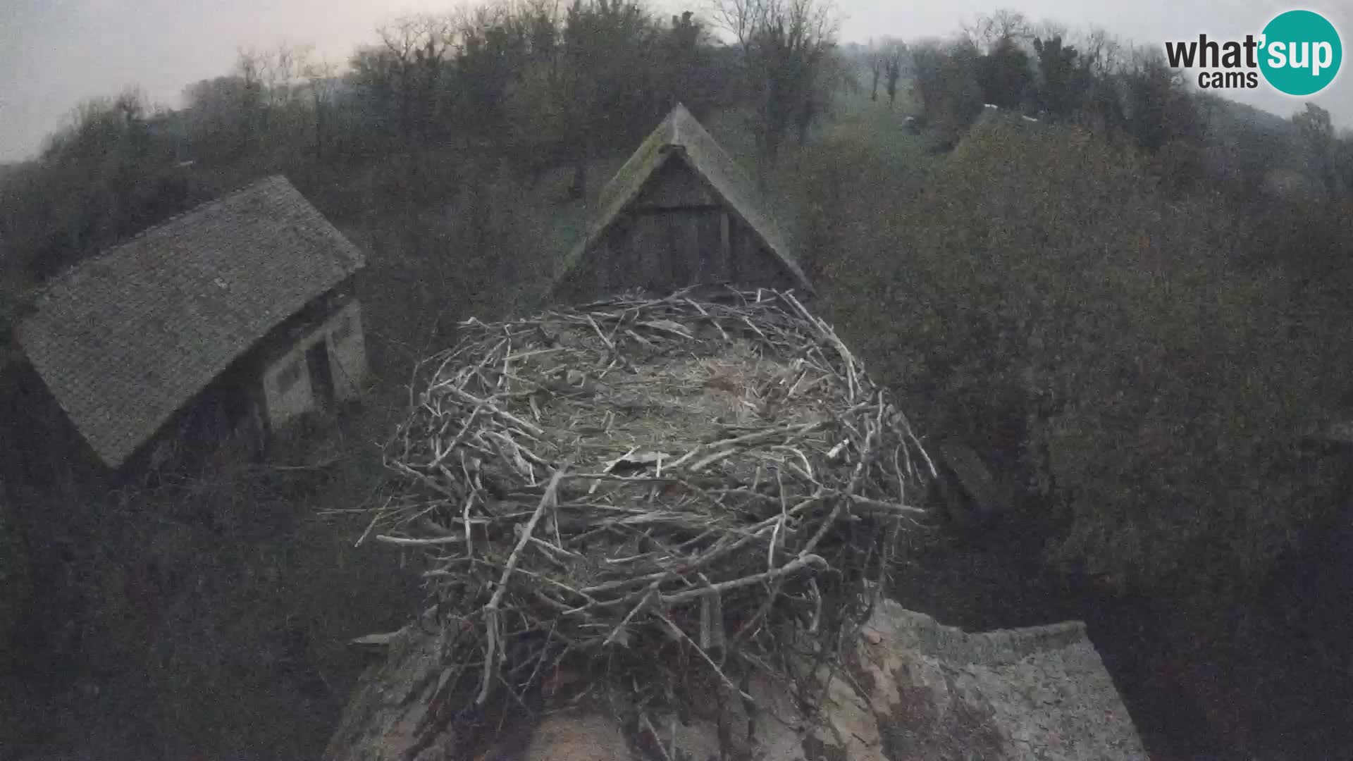 Pueblo europeo de cigüeñas camera en vivo Parque Natural Lonjsko polje
