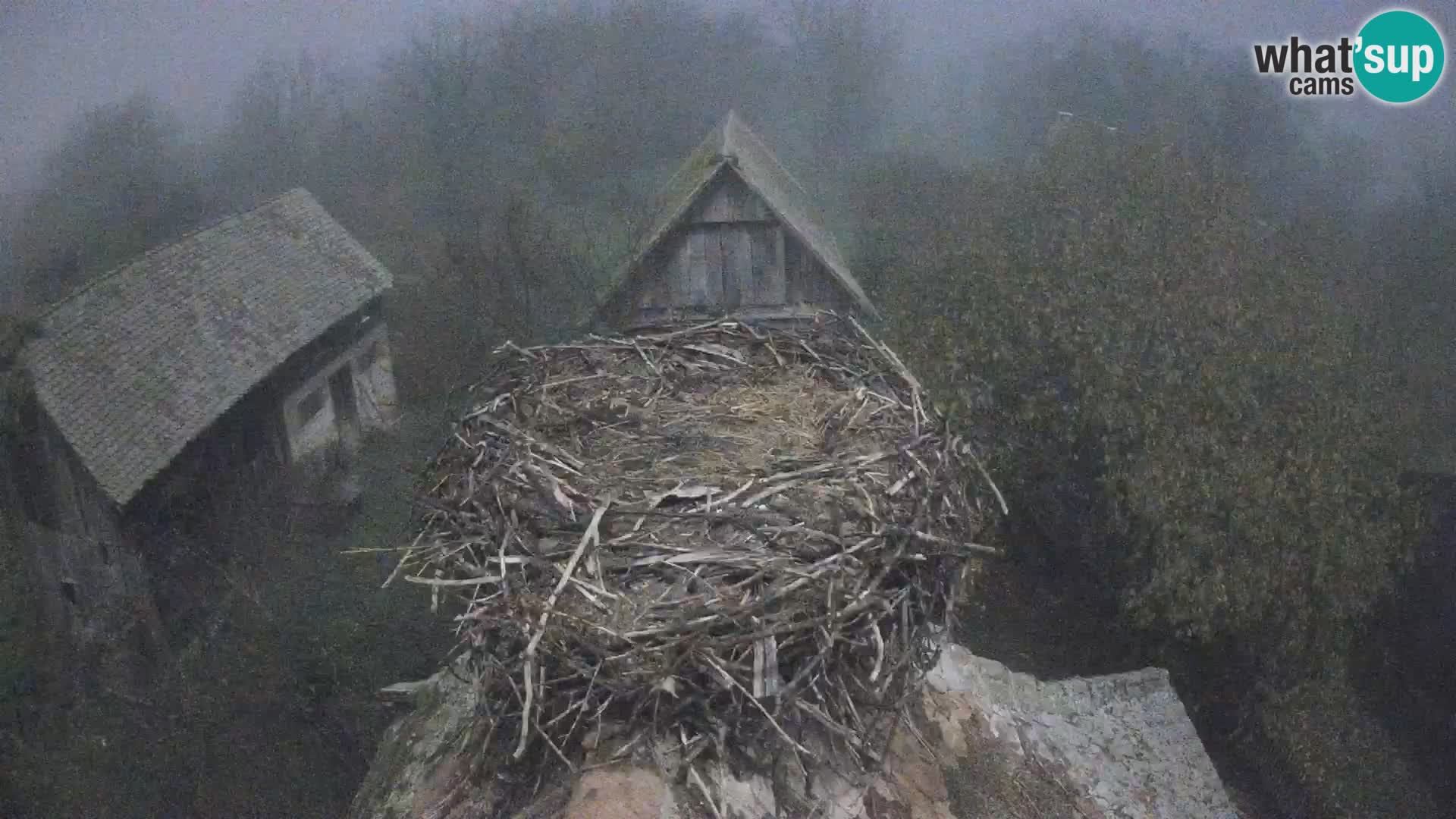 Villaggio delle cicogne europee webcam Parco naturale di Lonjsko polje