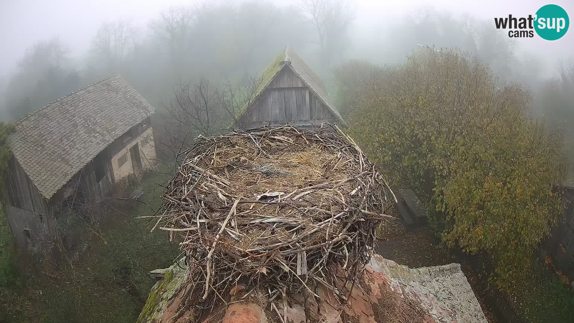 Evropska vas štorklje – Krajinski park Lonjsko polje spletna kamera