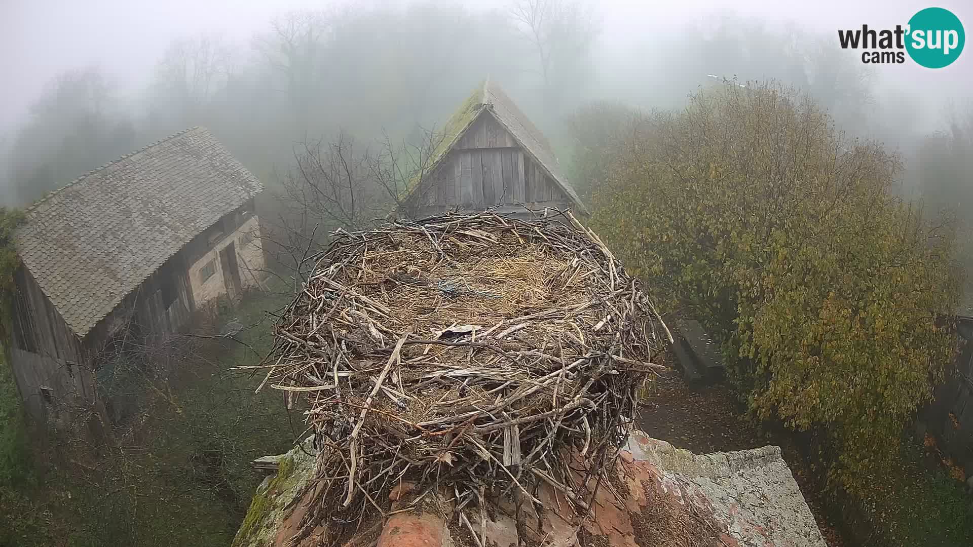 Webcam Europäisches Storchendorf – Naturpark Lonjsko polje