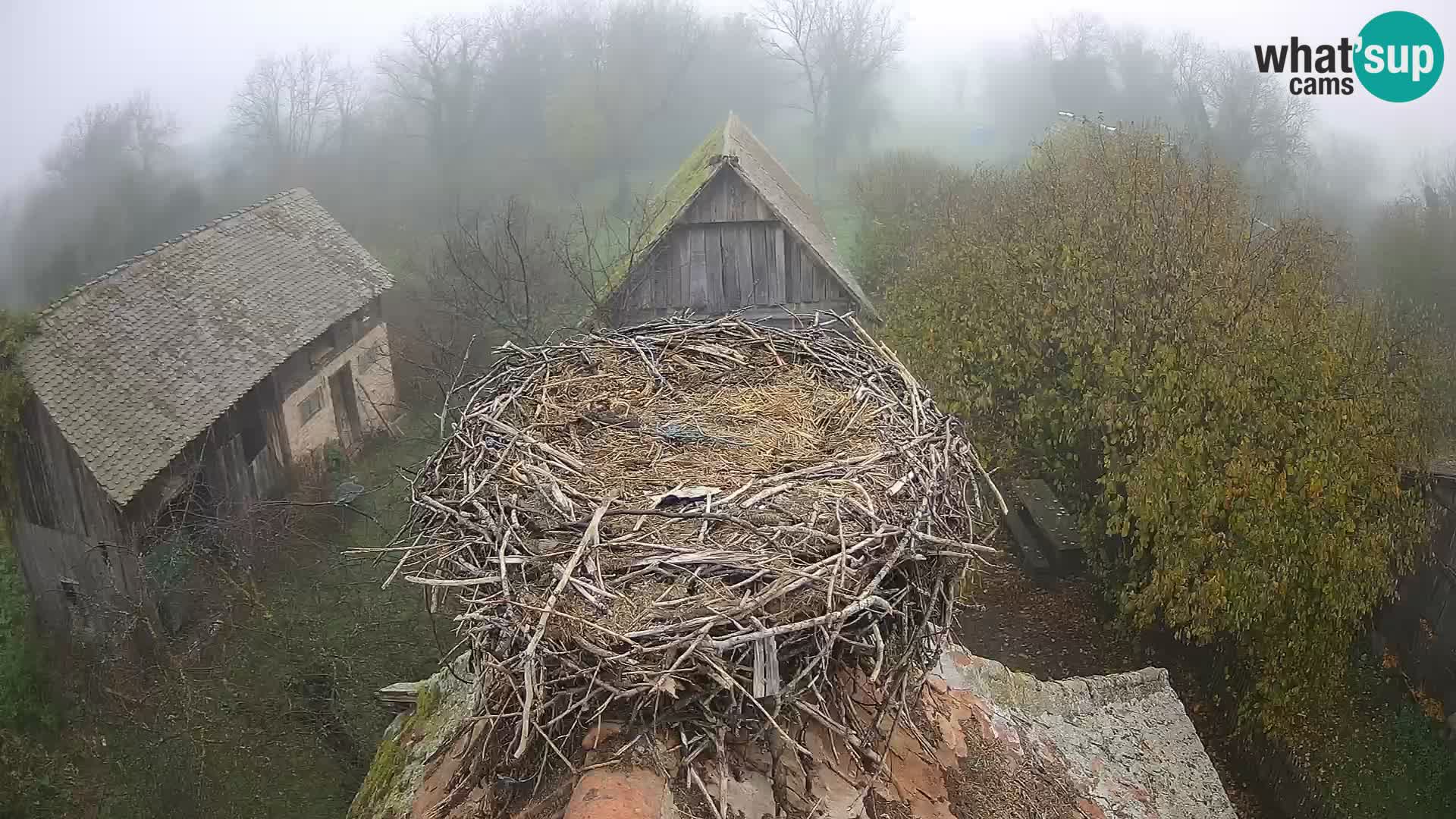 Evropska vas štorklje – Krajinski park Lonjsko polje spletna kamera