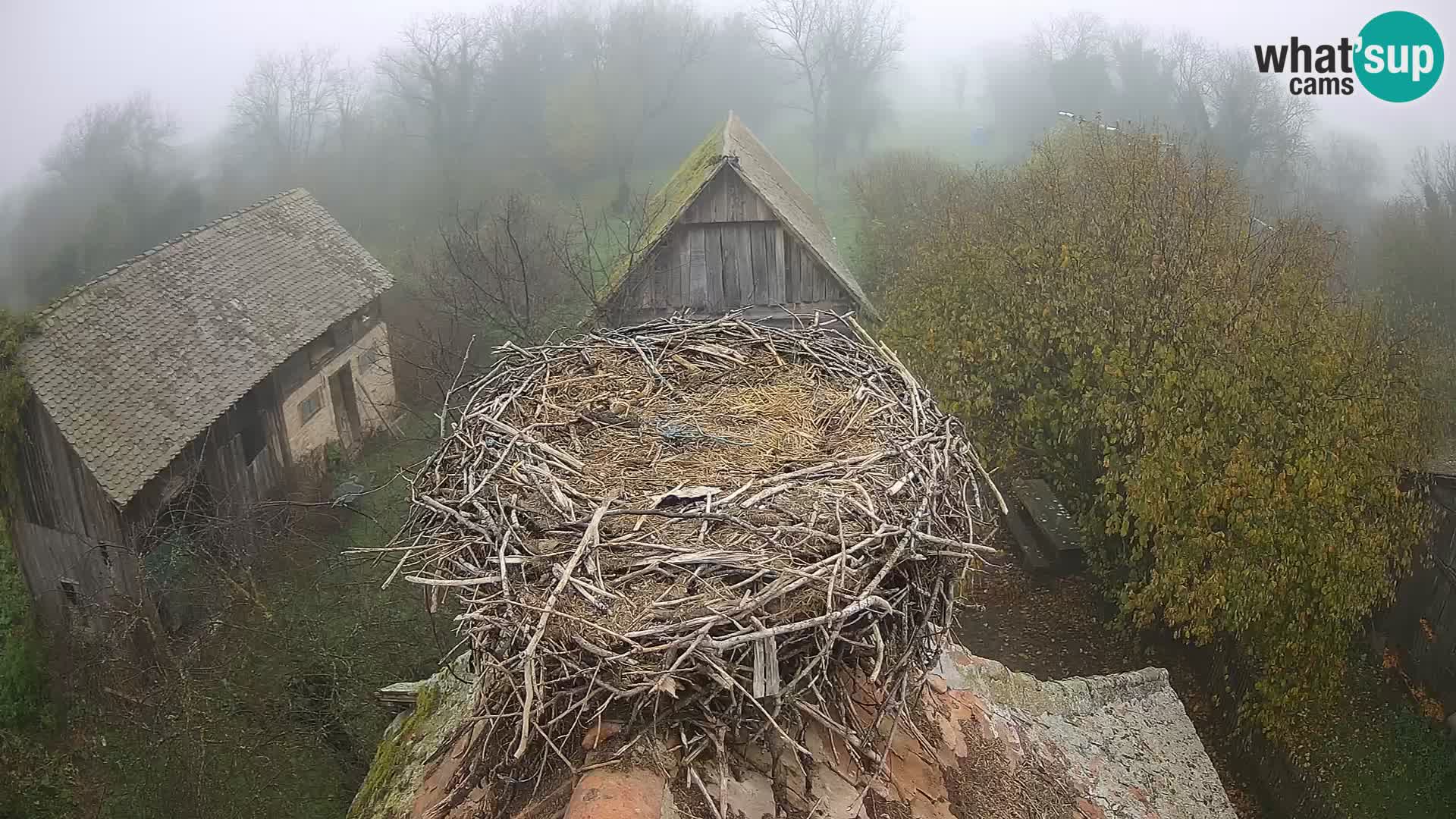 Webcam Europäisches Storchendorf – Naturpark Lonjsko polje
