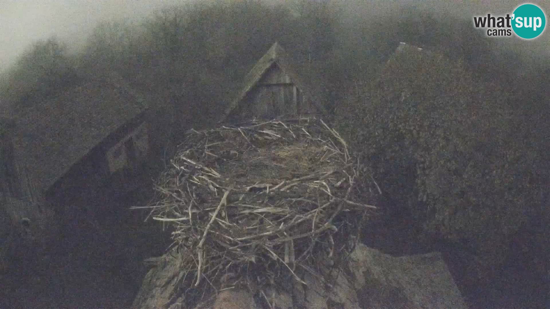 Webcam Europäisches Storchendorf – Naturpark Lonjsko polje
