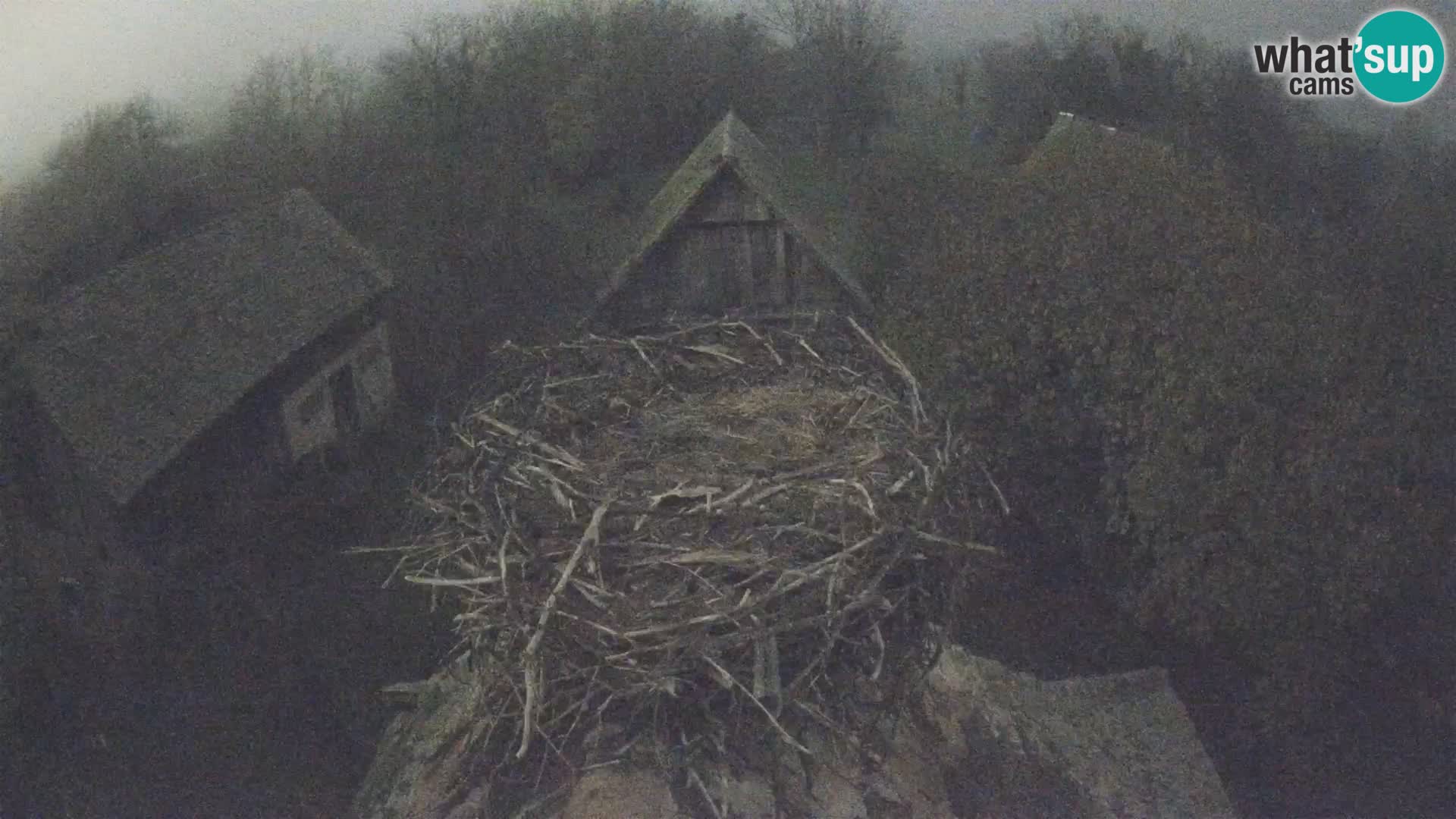 Webcam Europäisches Storchendorf – Naturpark Lonjsko polje