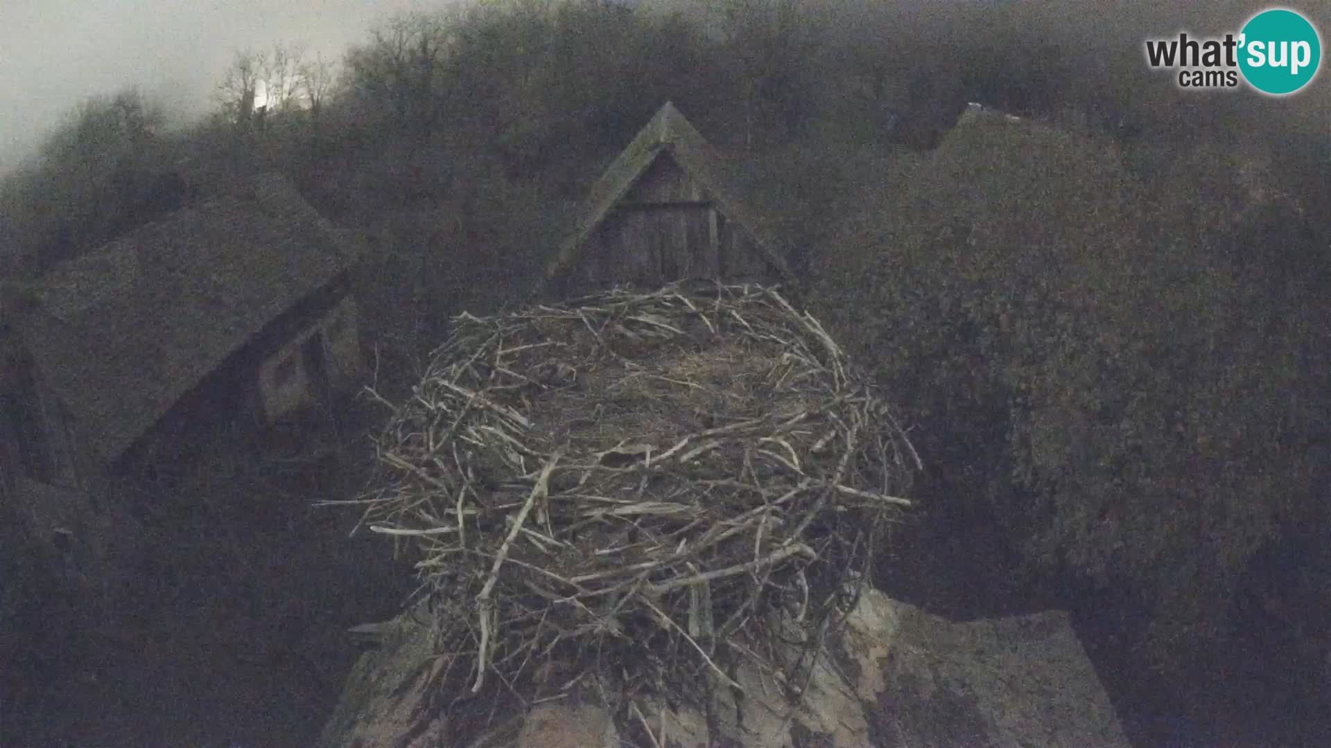 Pueblo europeo de cigüeñas camera en vivo Parque Natural Lonjsko polje