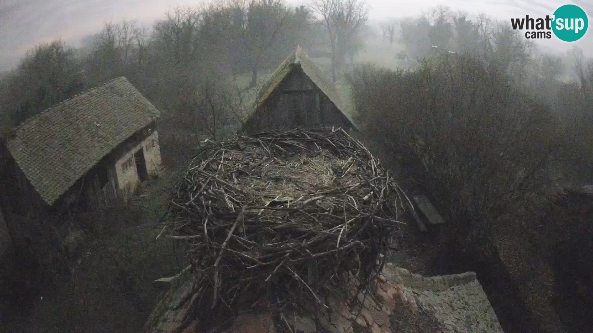 Evropska vas štorklje – Krajinski park Lonjsko polje spletna kamera