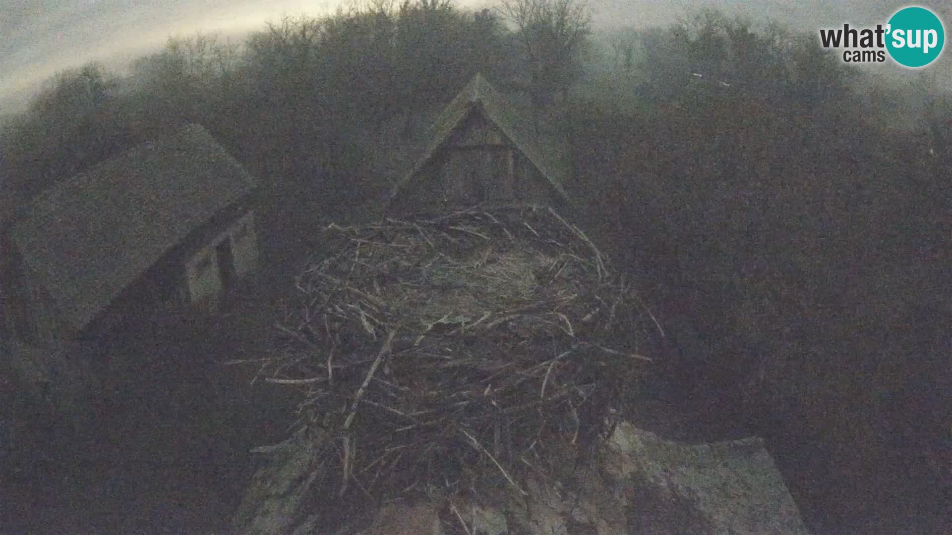 Webcam Europäisches Storchendorf – Naturpark Lonjsko polje