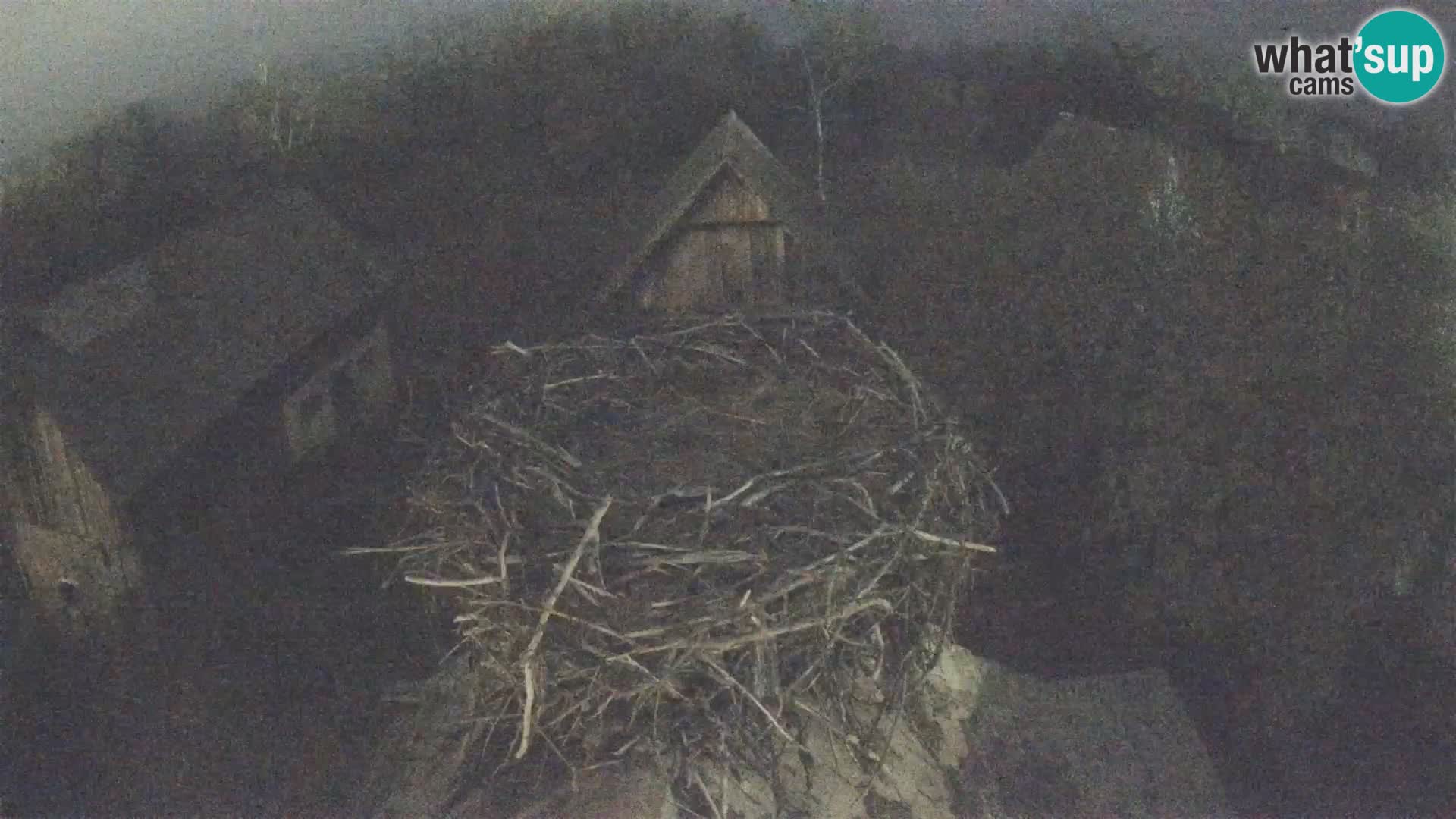 Village européen de cigognes webcam Parc naturel de Lonjsko polje