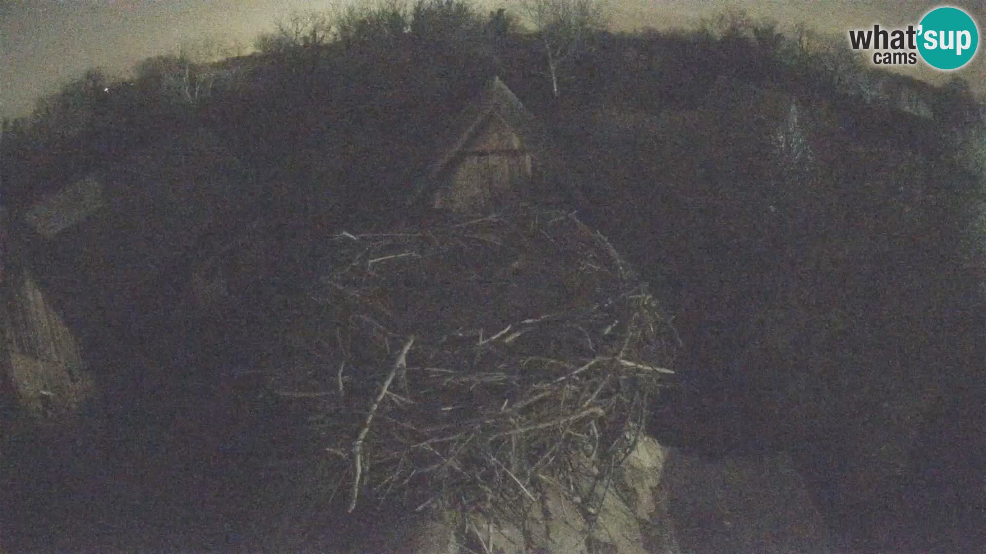 Pueblo europeo de cigüeñas camera en vivo Parque Natural Lonjsko polje