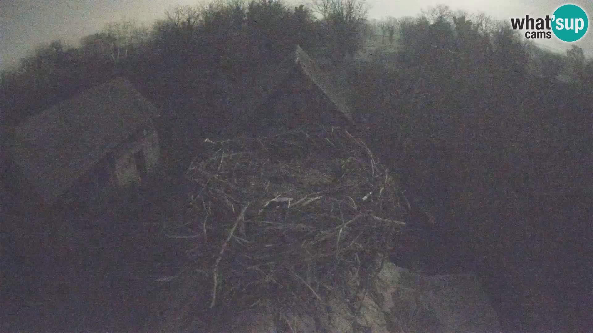 Live webcam European stork village – Lonjsko polje Nature Park