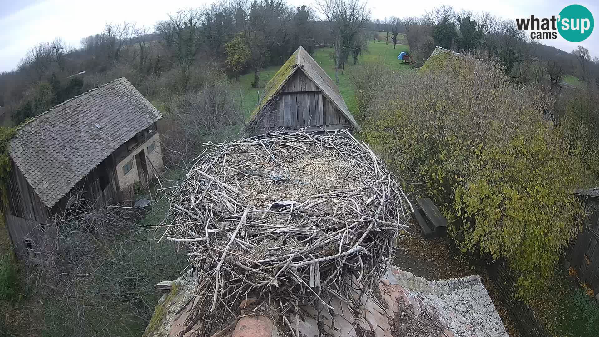 Village européen de cigognes webcam Parc naturel de Lonjsko polje