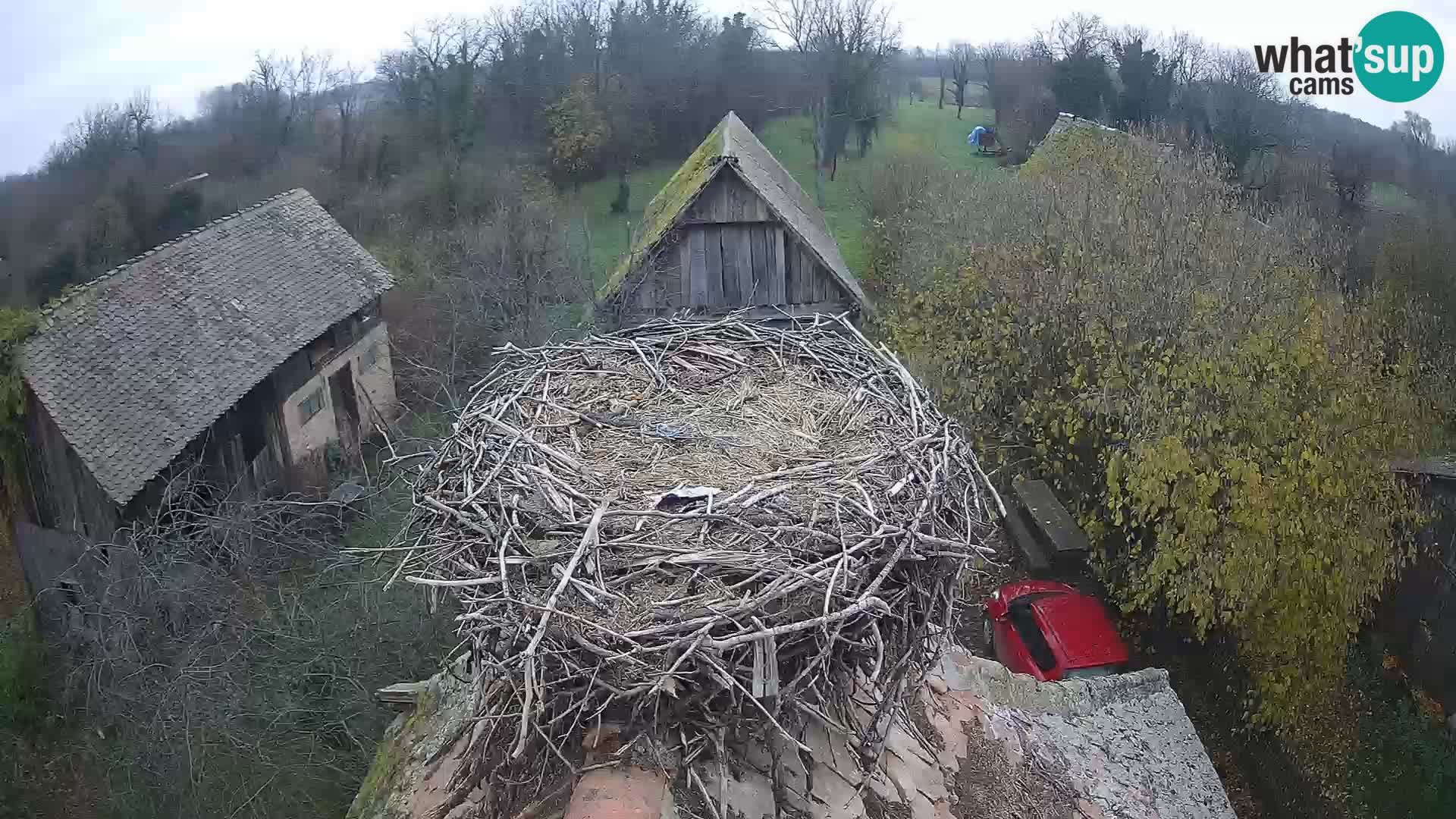 Pueblo europeo de cigüeñas camera en vivo Parque Natural Lonjsko polje