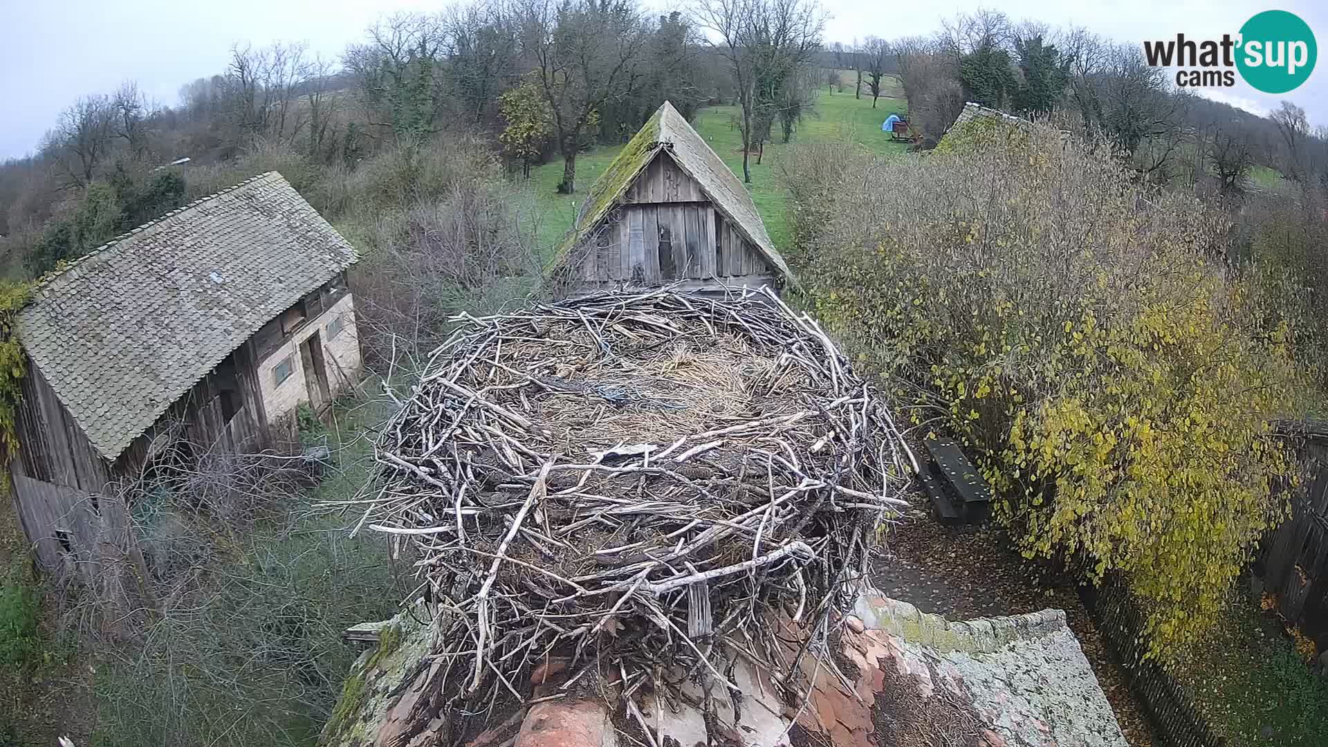 Pueblo europeo de cigüeñas camera en vivo Parque Natural Lonjsko polje