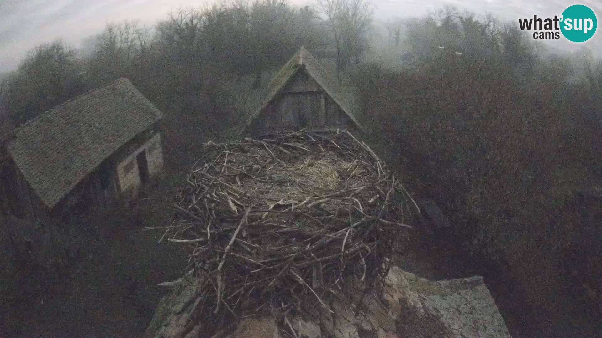 Pueblo europeo de cigüeñas camera en vivo Parque Natural Lonjsko polje