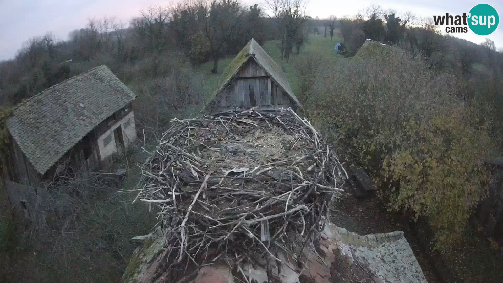 Webcam Europäisches Storchendorf – Naturpark Lonjsko polje