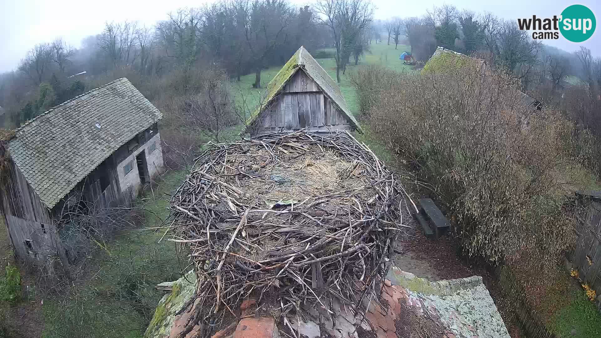 Pueblo europeo de cigüeñas camera en vivo Parque Natural Lonjsko polje