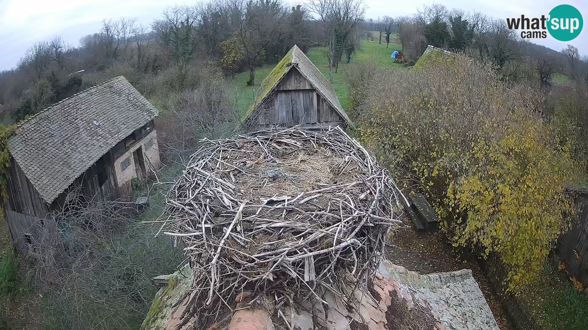 Evropska vas štorklje – Krajinski park Lonjsko polje spletna kamera