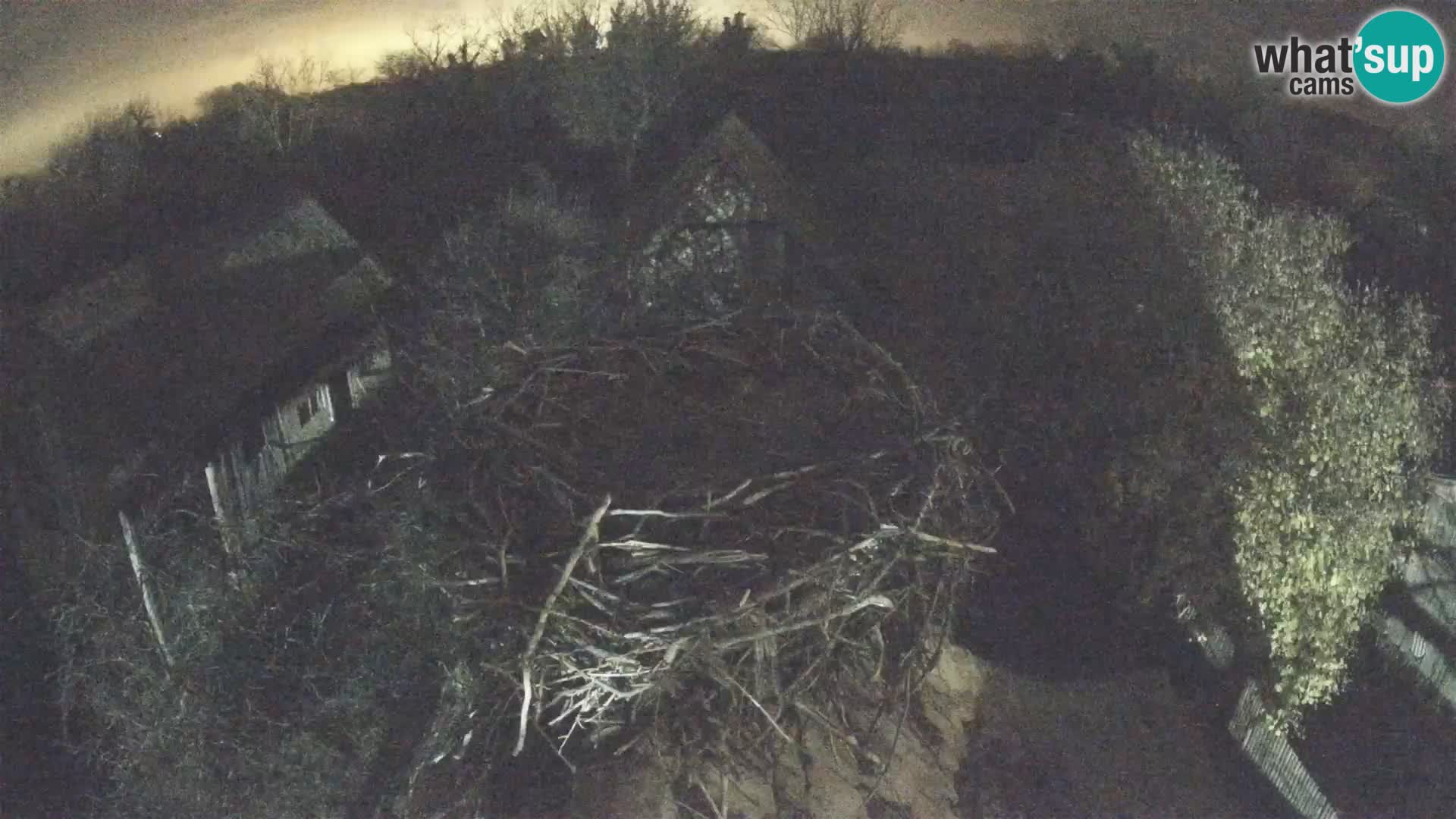 Villaggio delle cicogne europee webcam Parco naturale di Lonjsko polje
