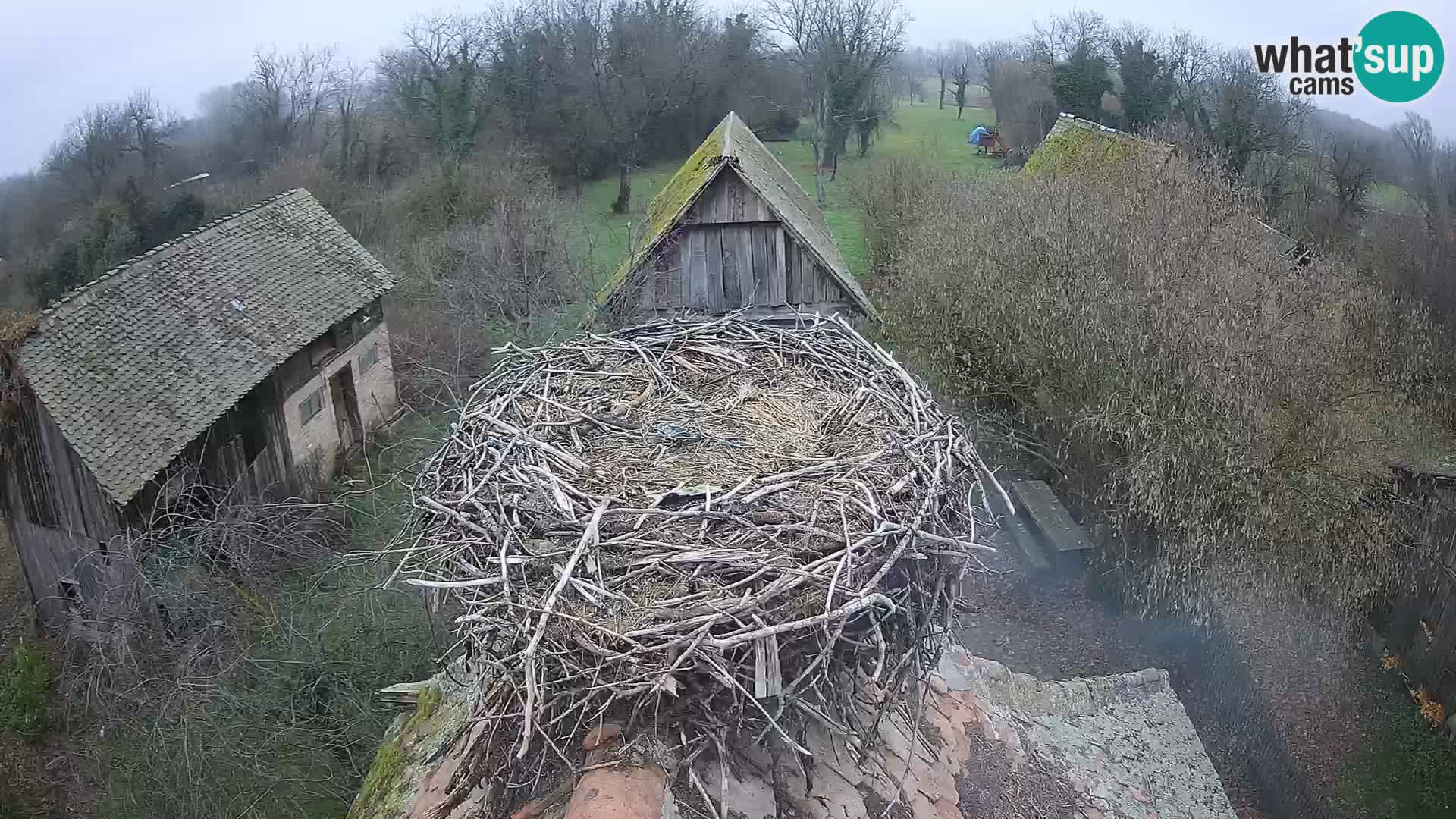 Village européen de cigognes webcam Parc naturel de Lonjsko polje