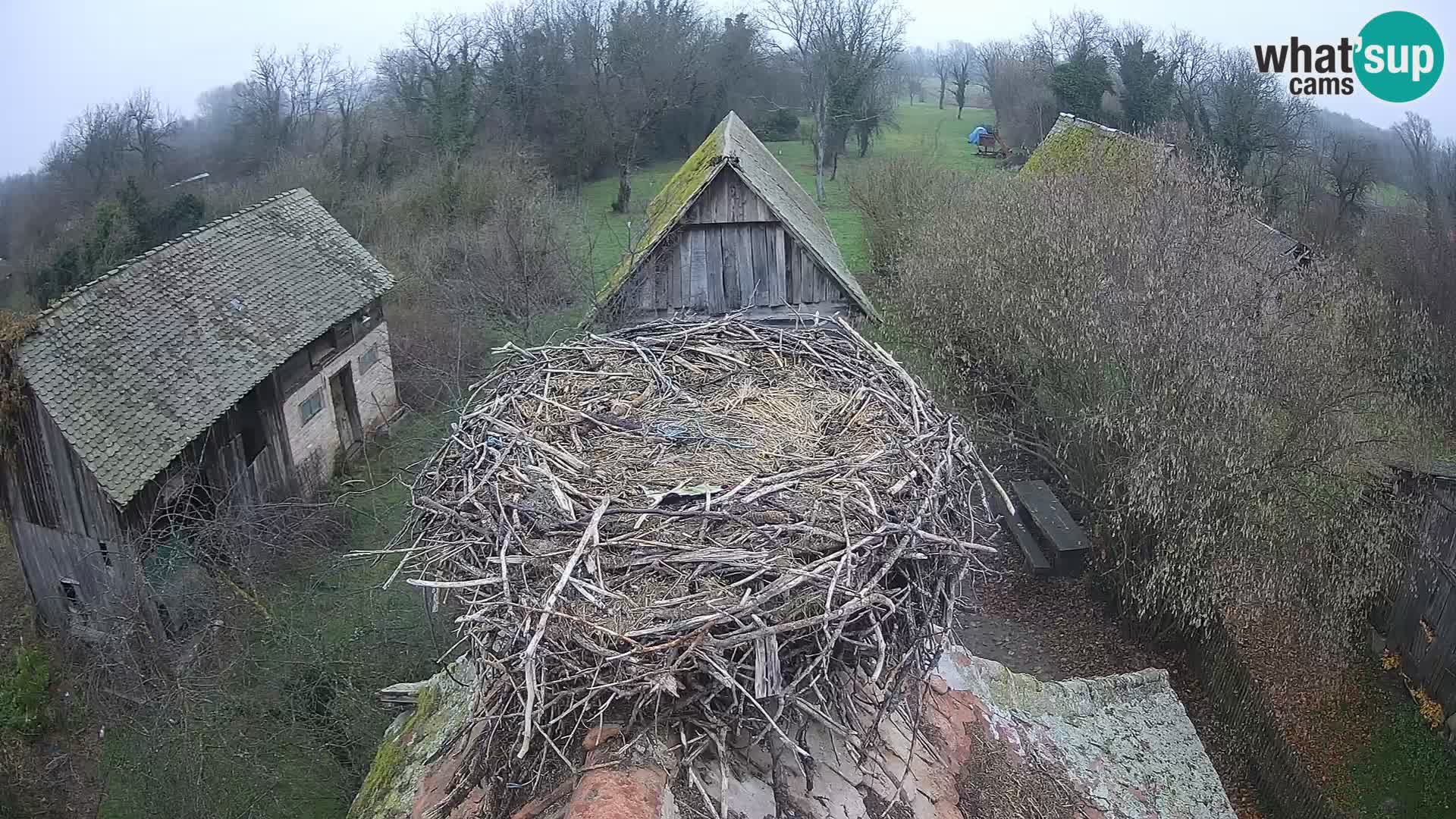 Village européen de cigognes webcam Parc naturel de Lonjsko polje