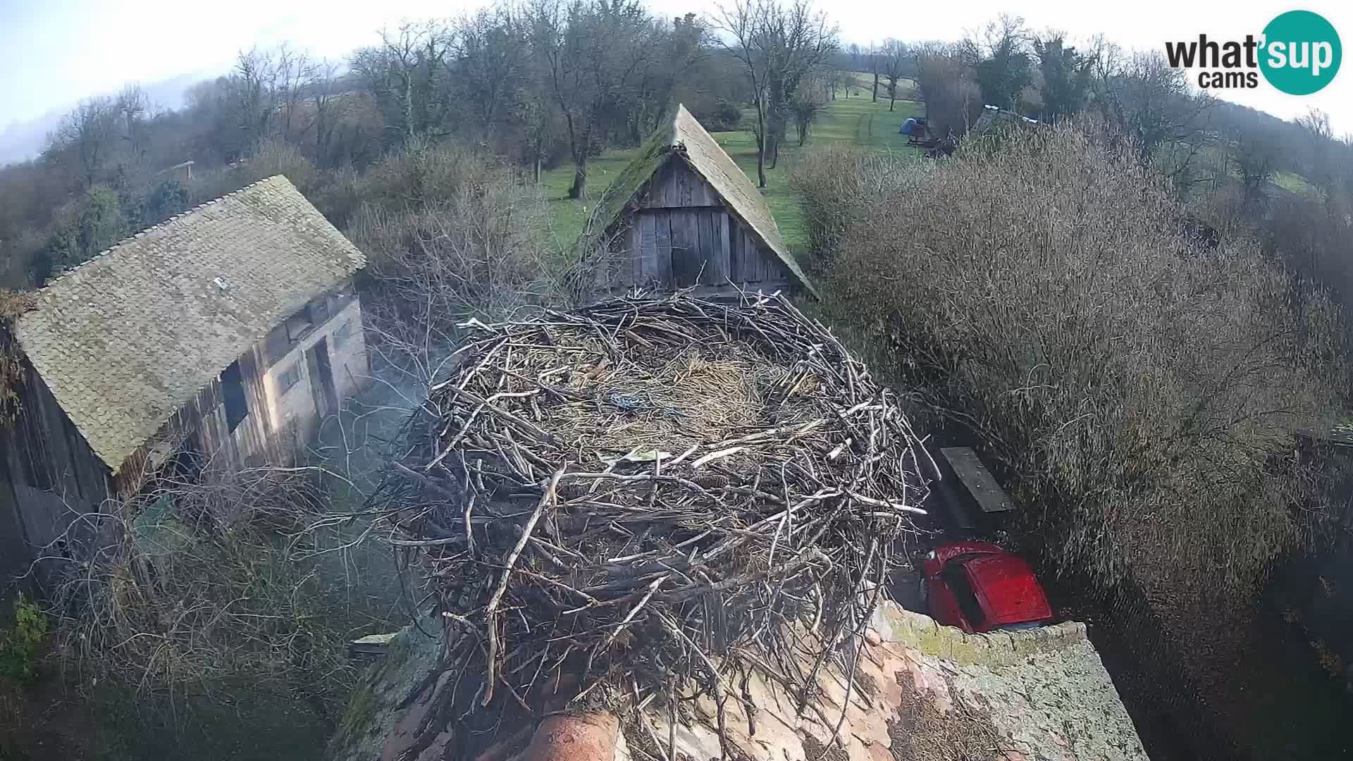 Pueblo europeo de cigüeñas camera en vivo Parque Natural Lonjsko polje