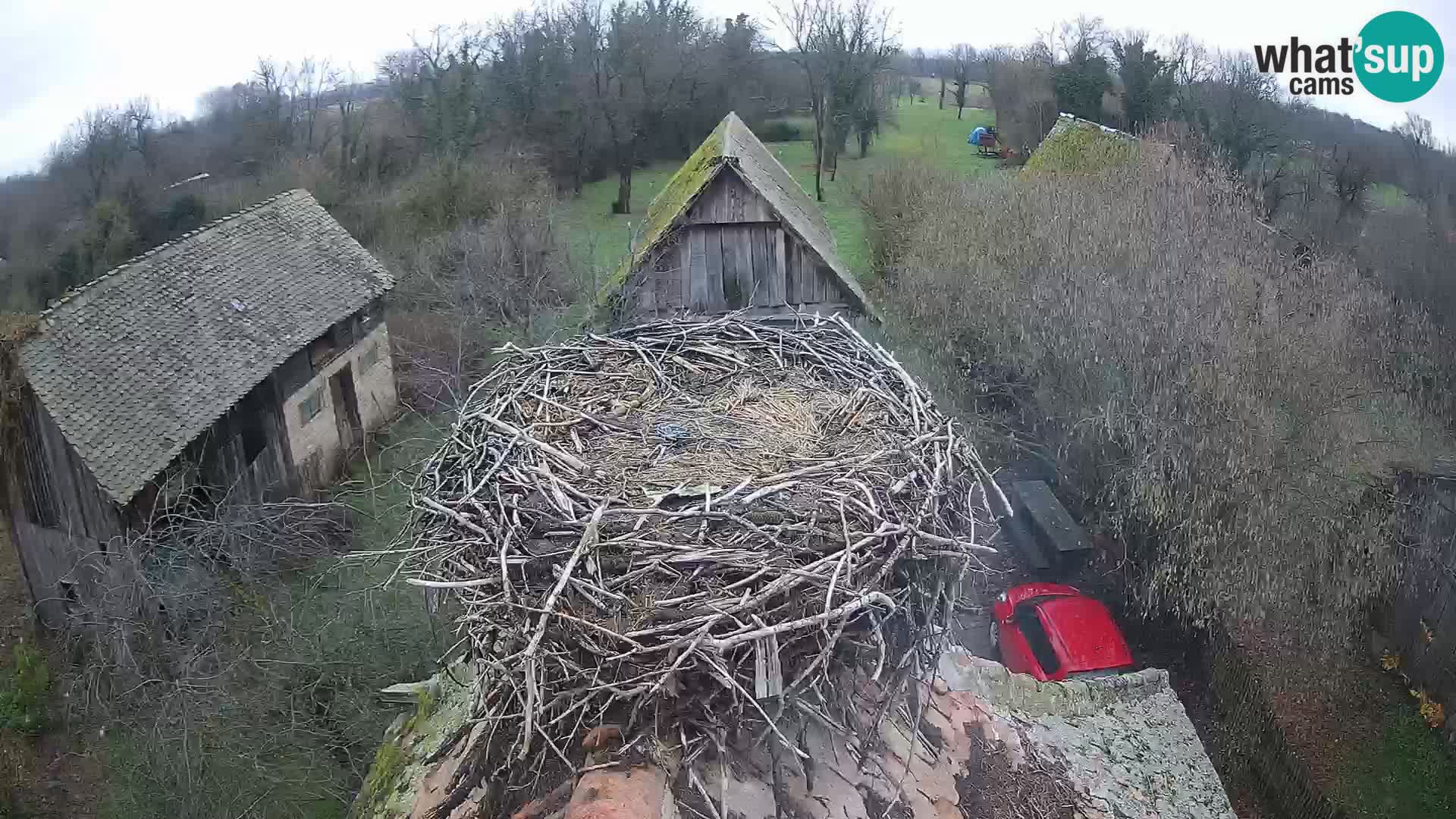 Pueblo europeo de cigüeñas camera en vivo Parque Natural Lonjsko polje