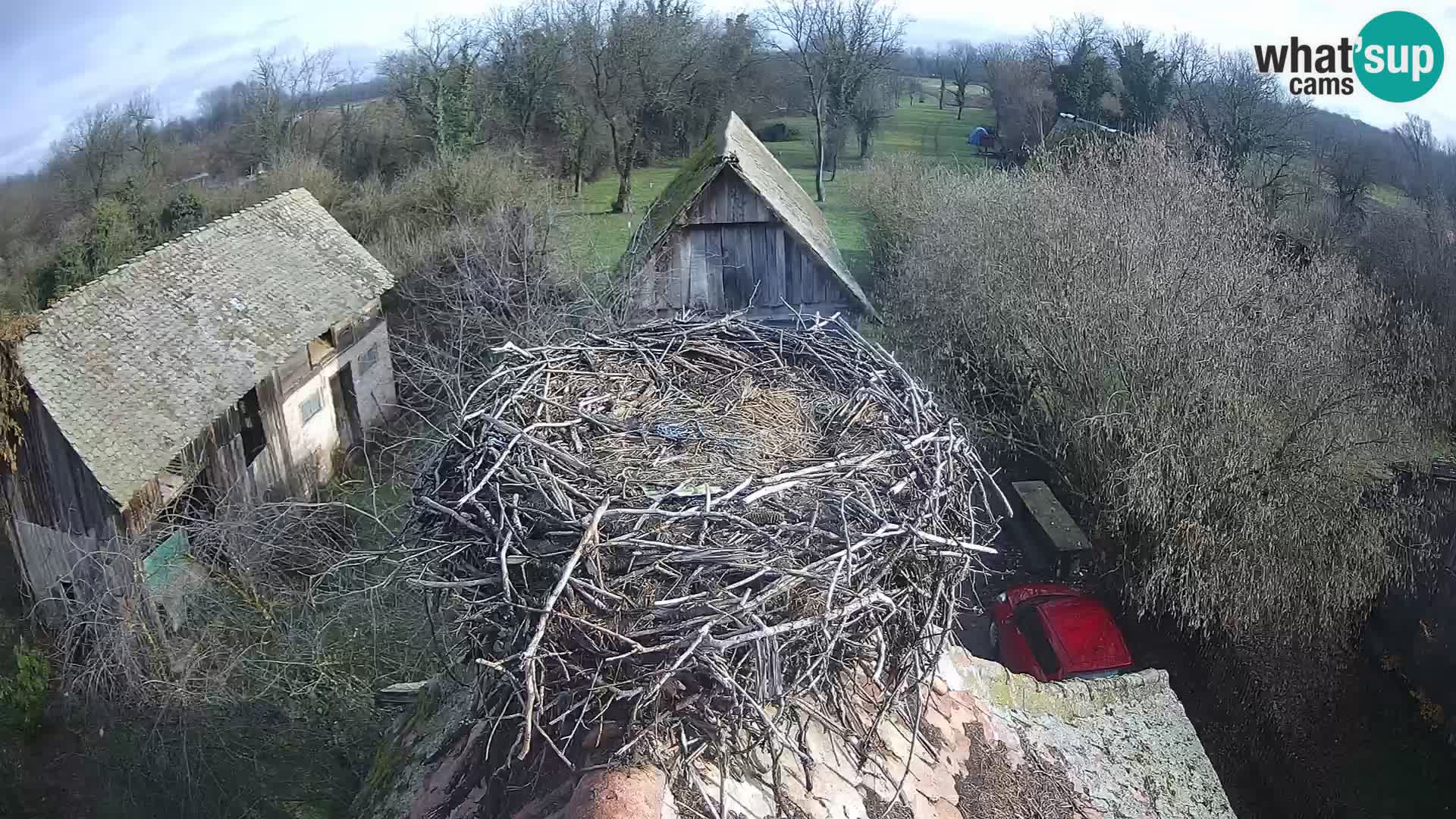 Village européen de cigognes webcam Parc naturel de Lonjsko polje