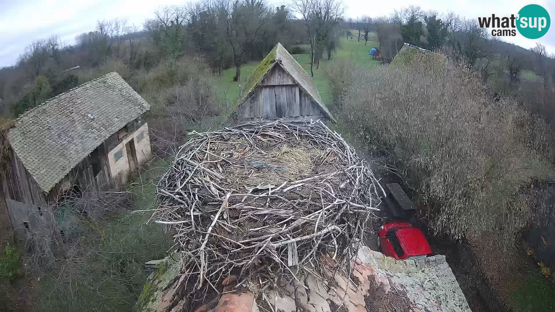 Webcam Europäisches Storchendorf – Naturpark Lonjsko polje