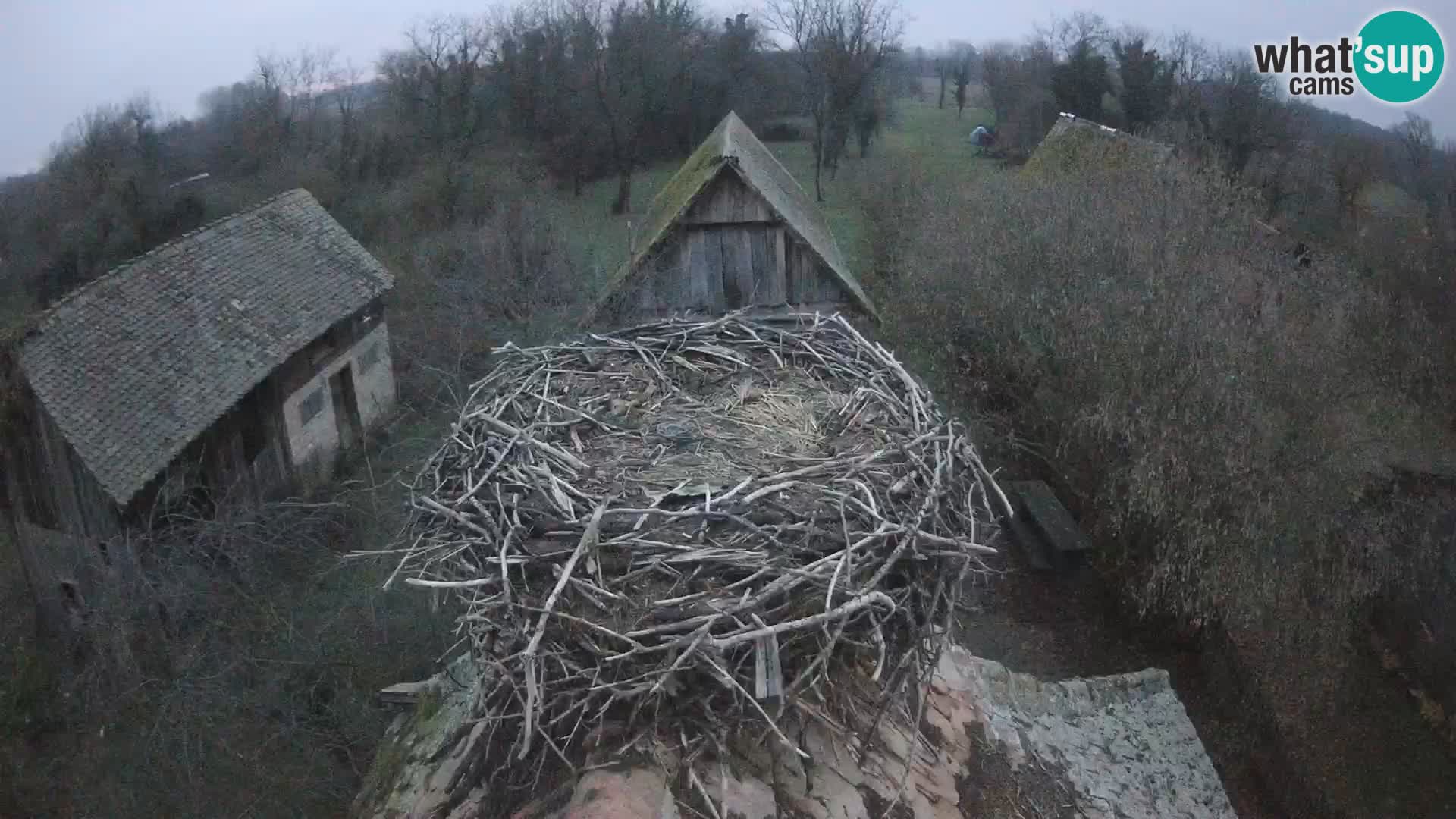 Pueblo europeo de cigüeñas camera en vivo Parque Natural Lonjsko polje