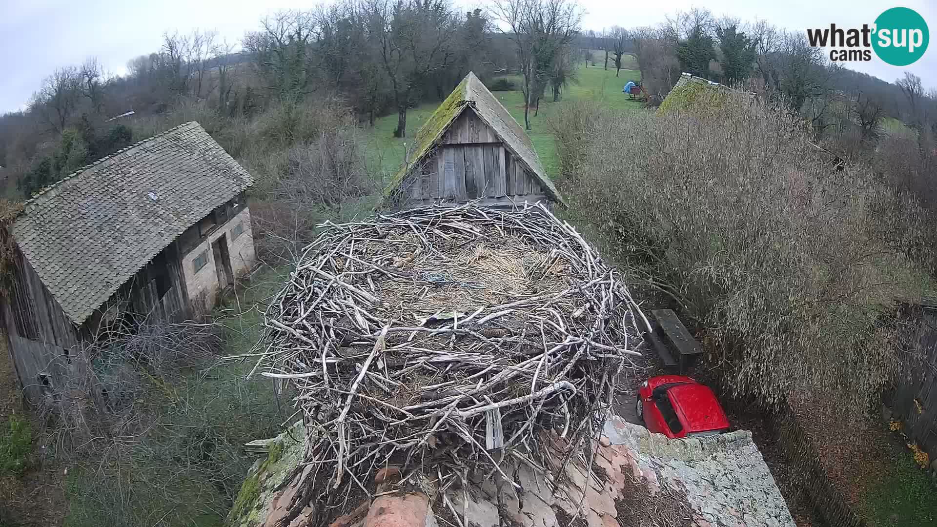 Pueblo europeo de cigüeñas camera en vivo Parque Natural Lonjsko polje